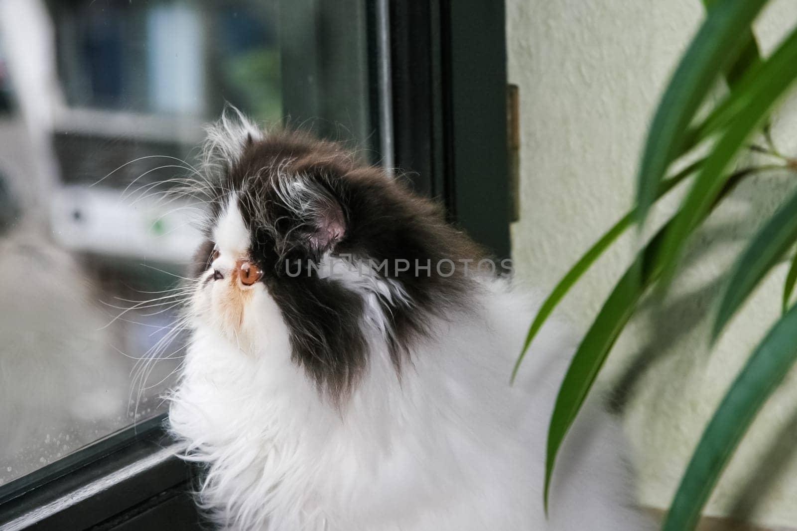beautiful cat sitting on the window. Cute kitten sitting on the window
