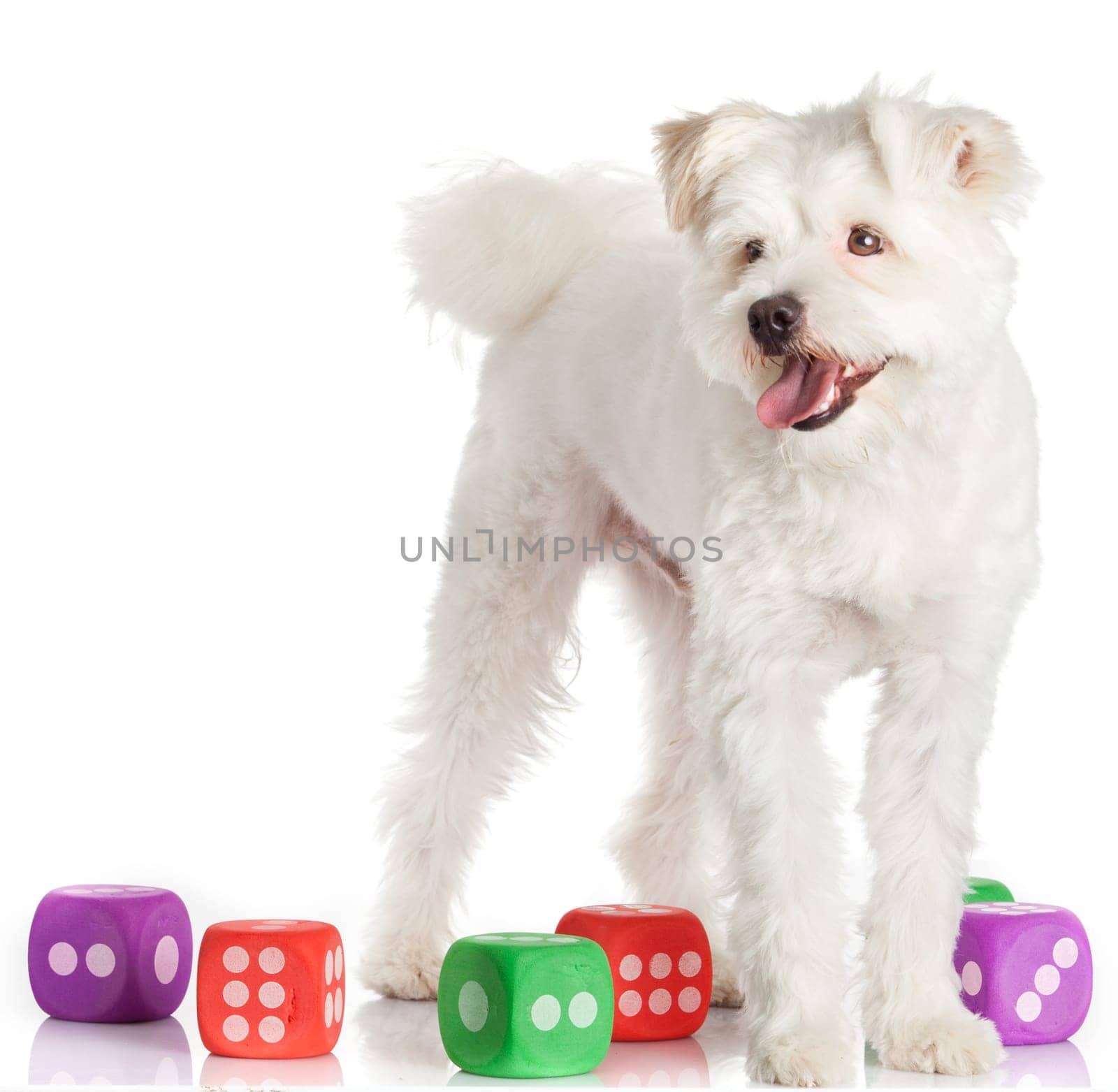 Beautiful white dog
