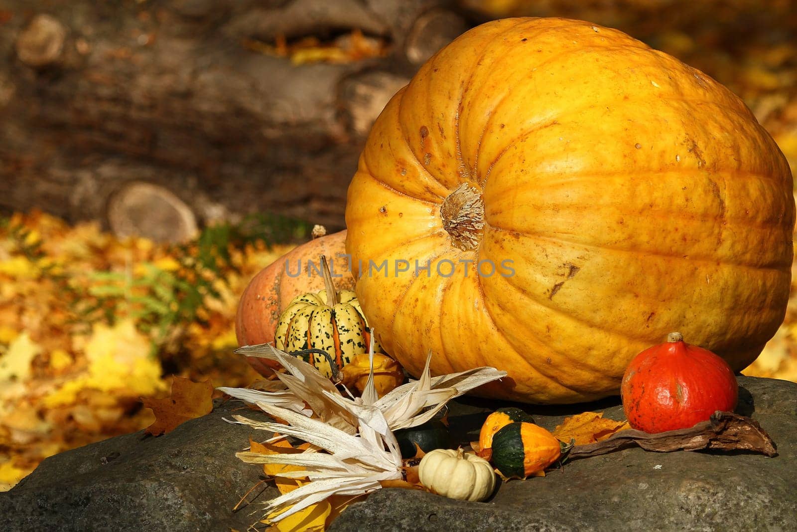 Autumn fruits