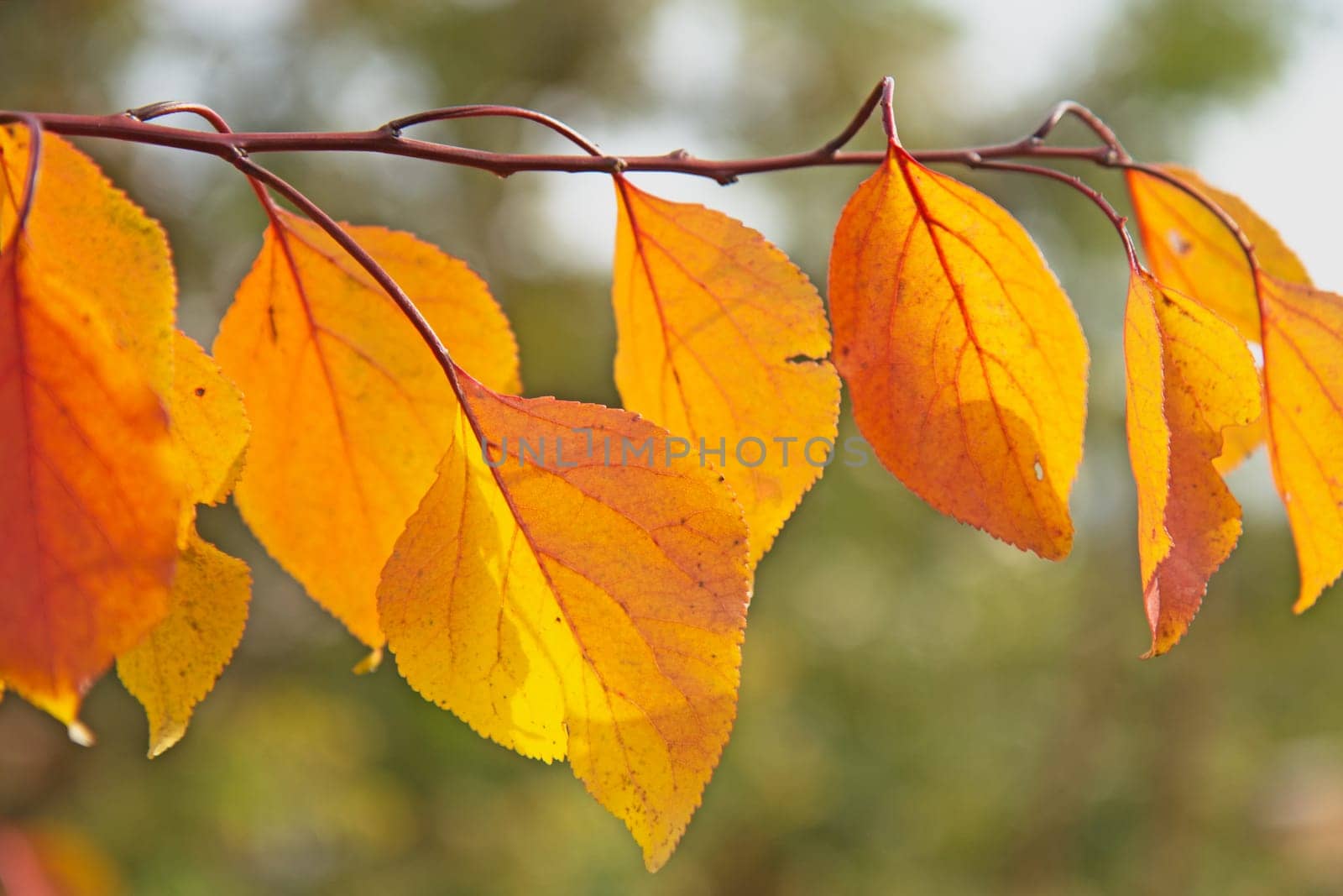 Branch of a tree with colored leaves. Horizontally.