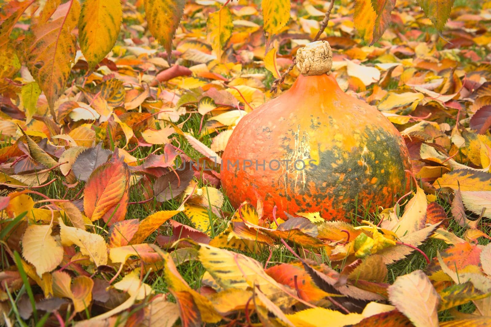 Pumpkin lying on the grass on the fallen colorful leaves.