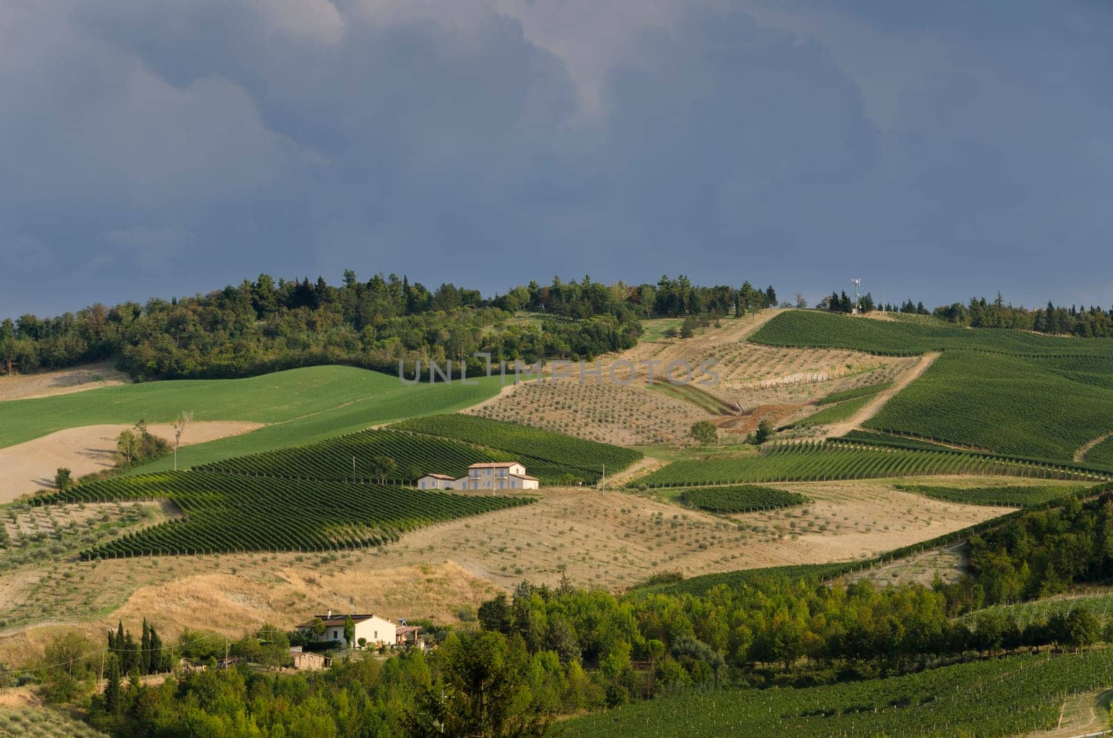 hills covered in vineyards in Italy