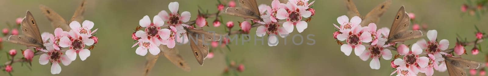 Australian panoramic Australiana banner for smart phone and tablet with live natural wild butterfly and leptospernum flowers of Australia
