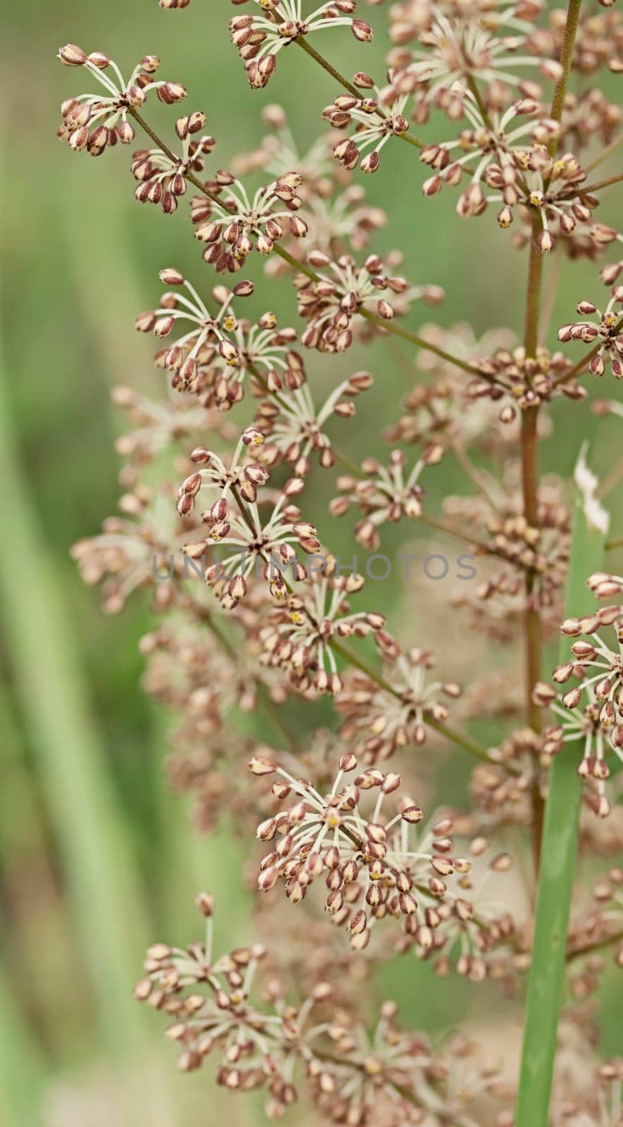 Spring wildflower of Australia, Australian native grass plant Lomandra multiflora Matrush in flower, perennial herb  family Asparagaceae subfamily Lomandroideae