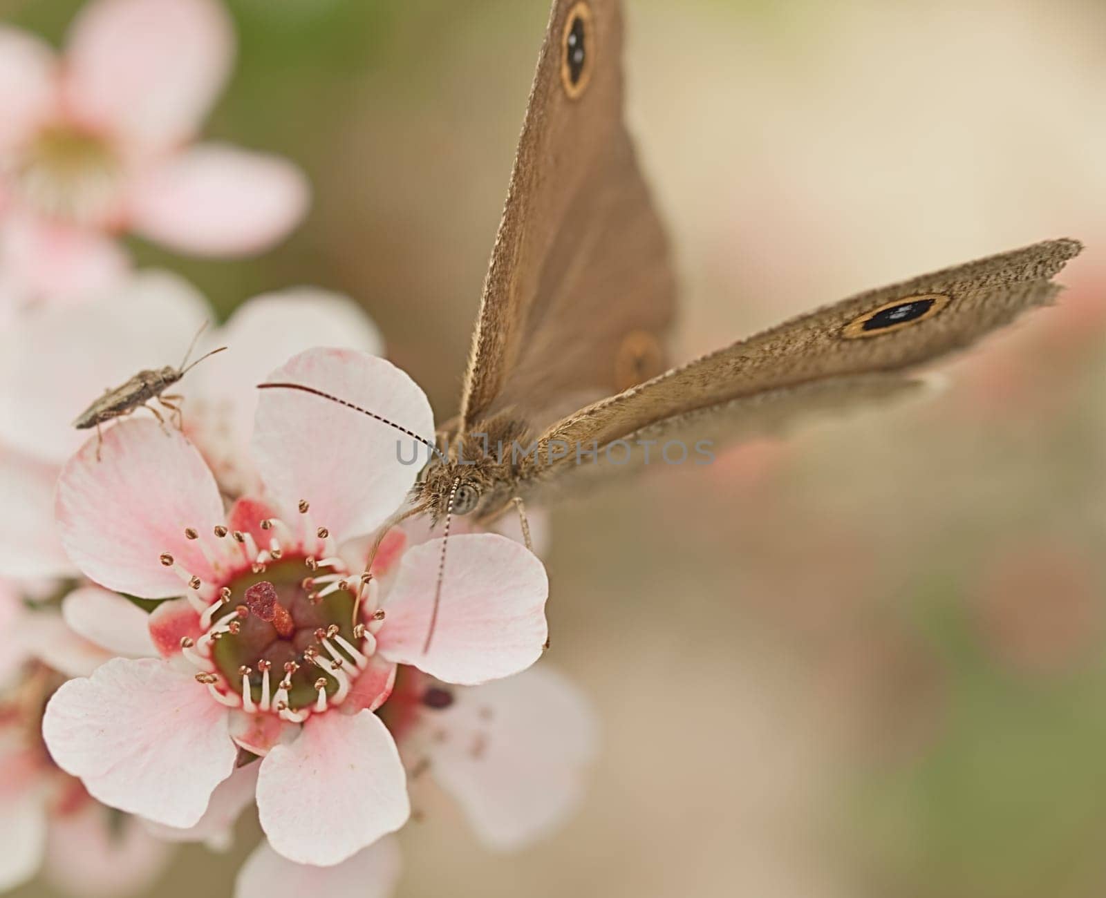 Australia native flower pink Leptospernum and insect with butterfly Dingy Ring with proboscis gathering nectar