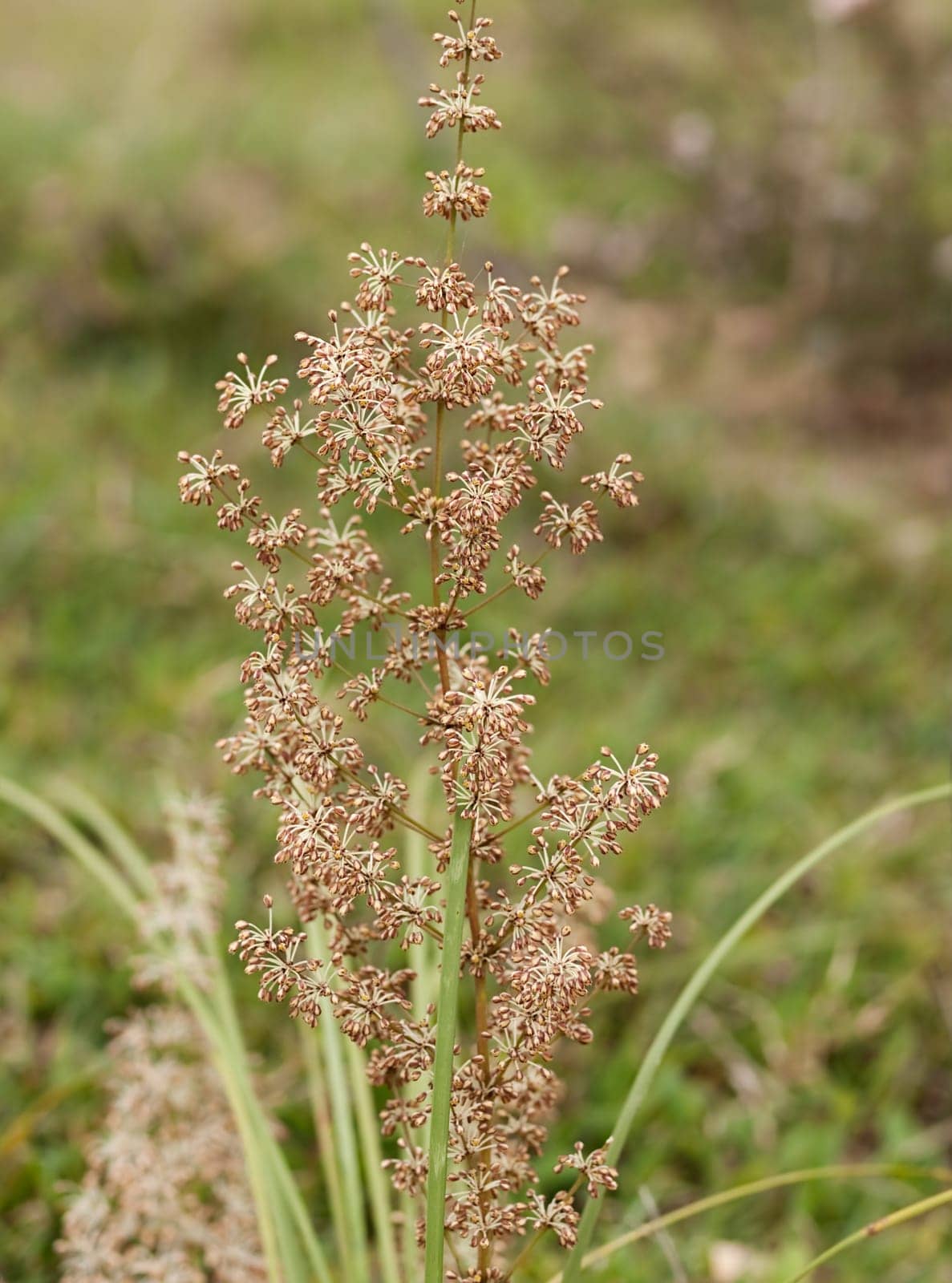 Spring wild flower of Australian native grass plant Lomandra multiflora Matrush, perennial herb  family Asparagaceae subfamily Lomandroideae
