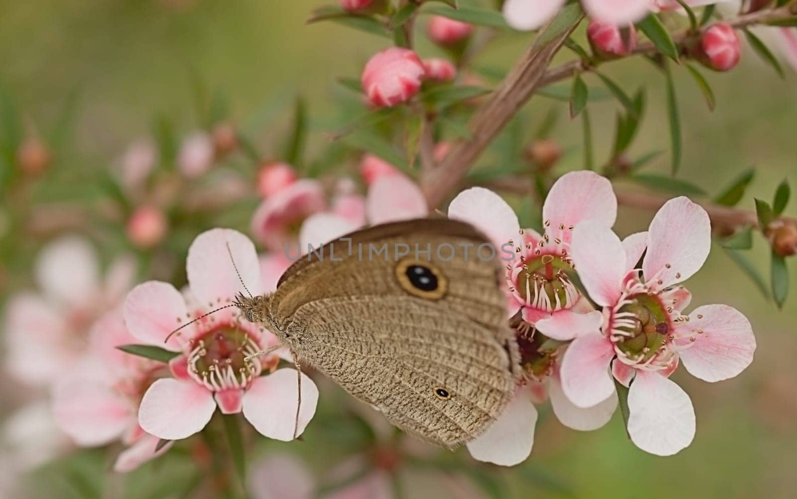 Australian banner live fauna and flora Dingy Ring butterfly and pink flower leptospernum natives