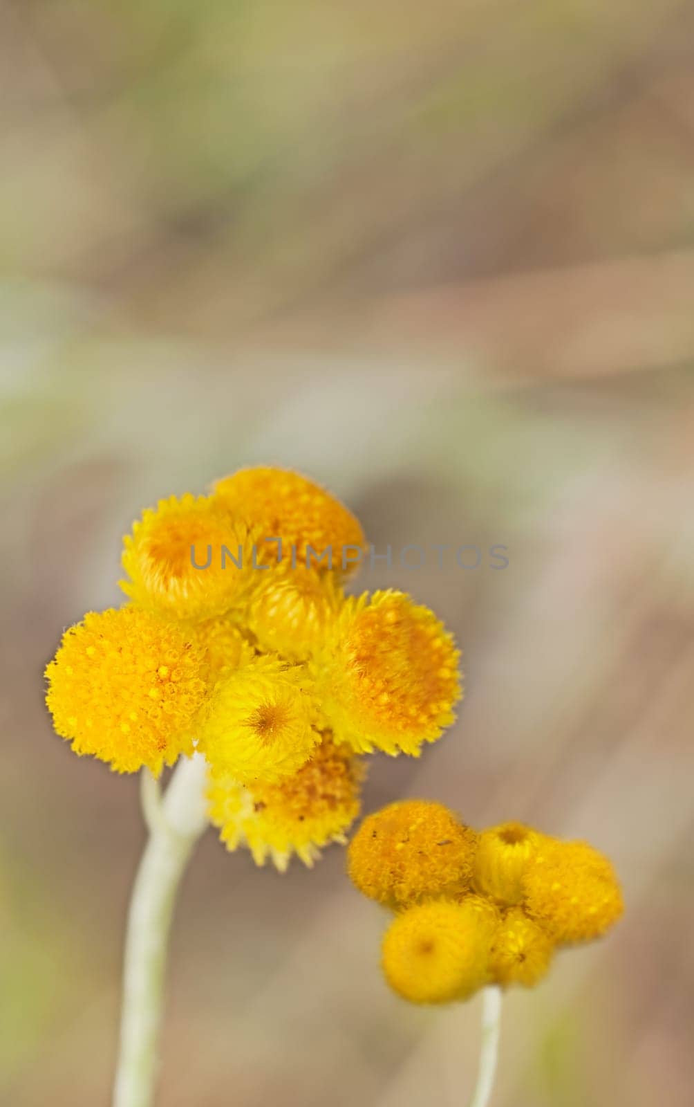 Australian Spring wildflowers Yellow Buttons Billy Buttons in flower Chrysocephalum apiculatum also known as Helichrysum ramosissimum