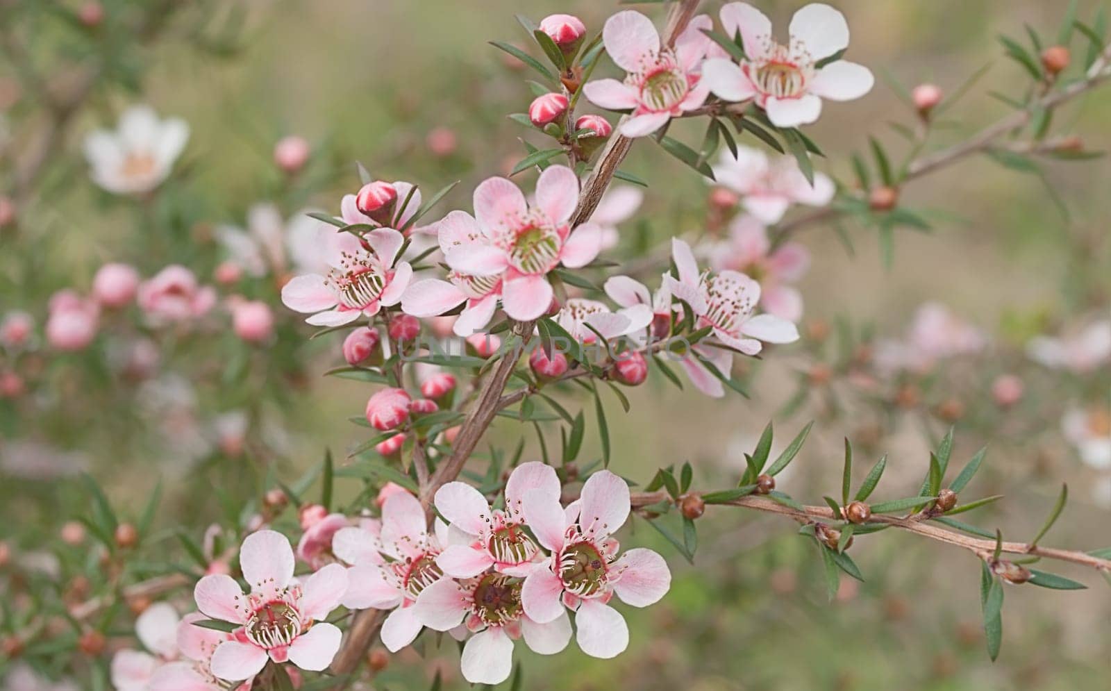 Beautiful pink flowers of Leptospernum Australian native spring wildflower live in natural environment
