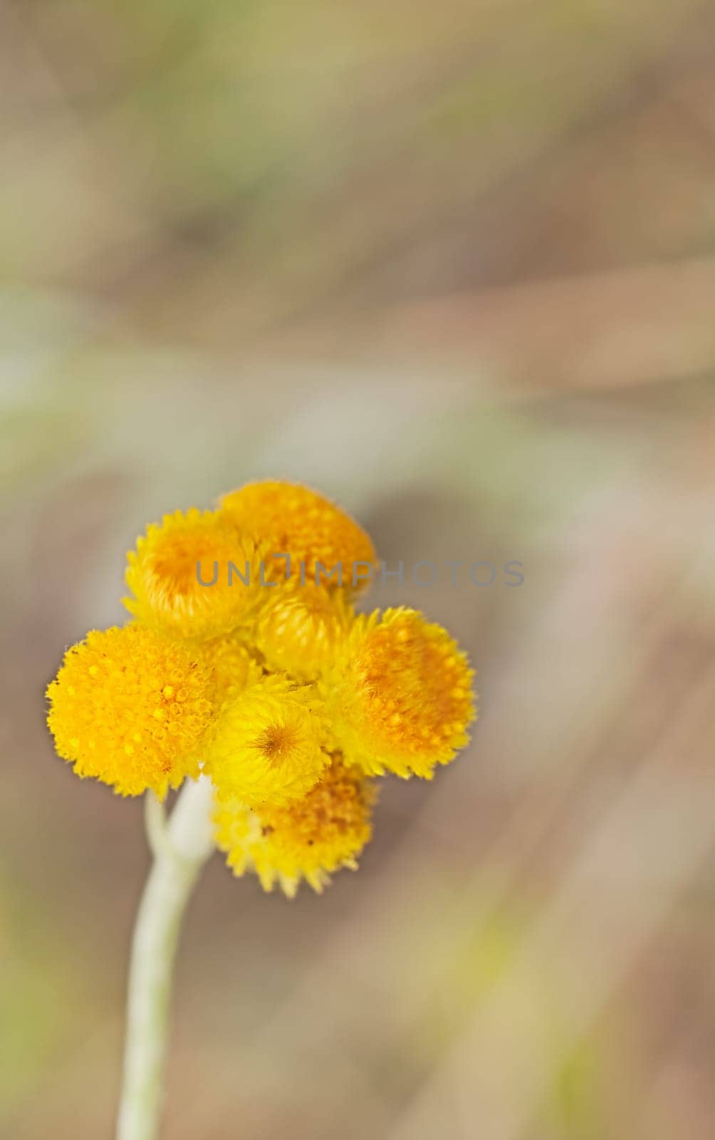 Australian Spring wildflowers Yellow Buttons Billy Buttons in flower Chrysocephalum apiculatum also known as Helichrysum ramosissimum
