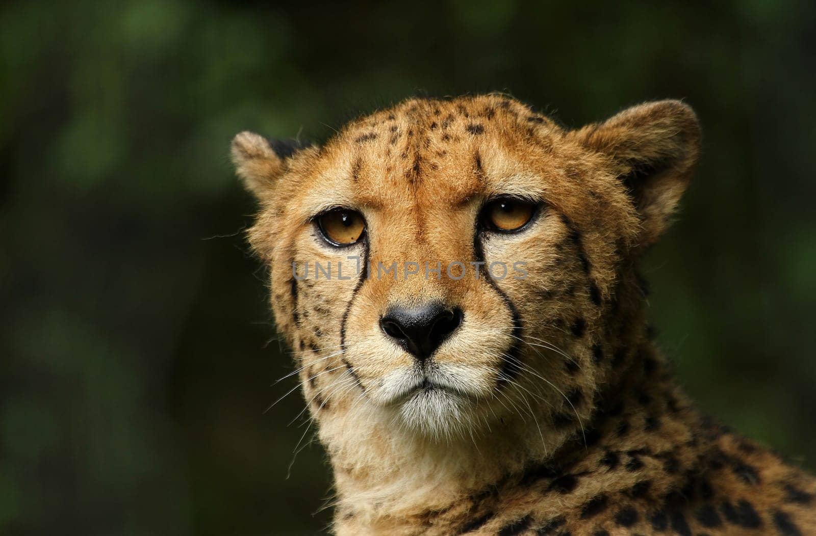 Cheetah