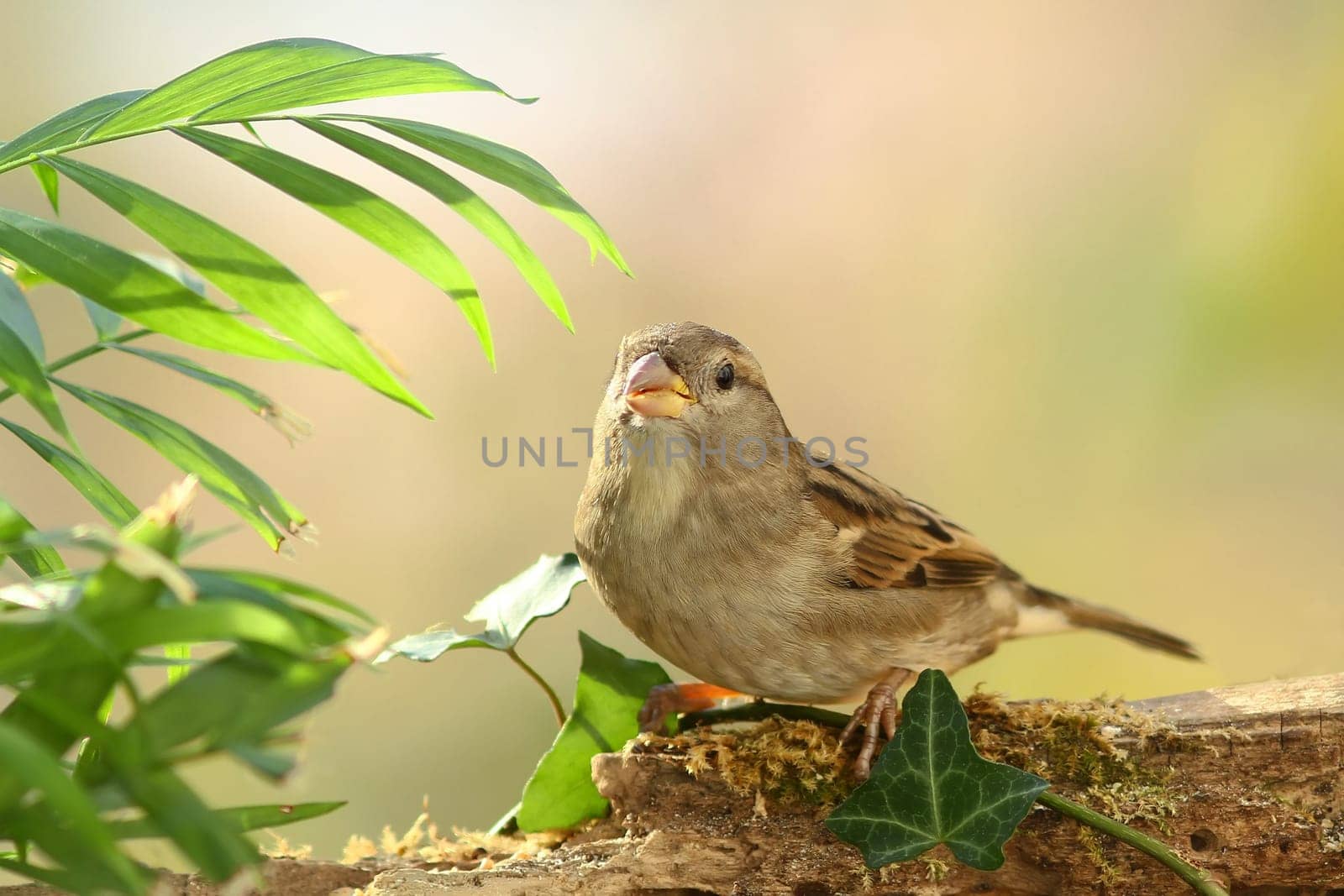 Passeridae