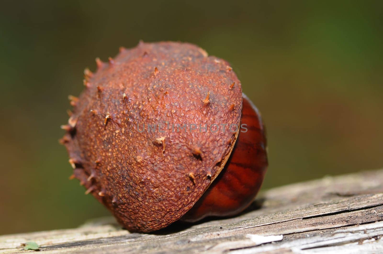 Chestnut