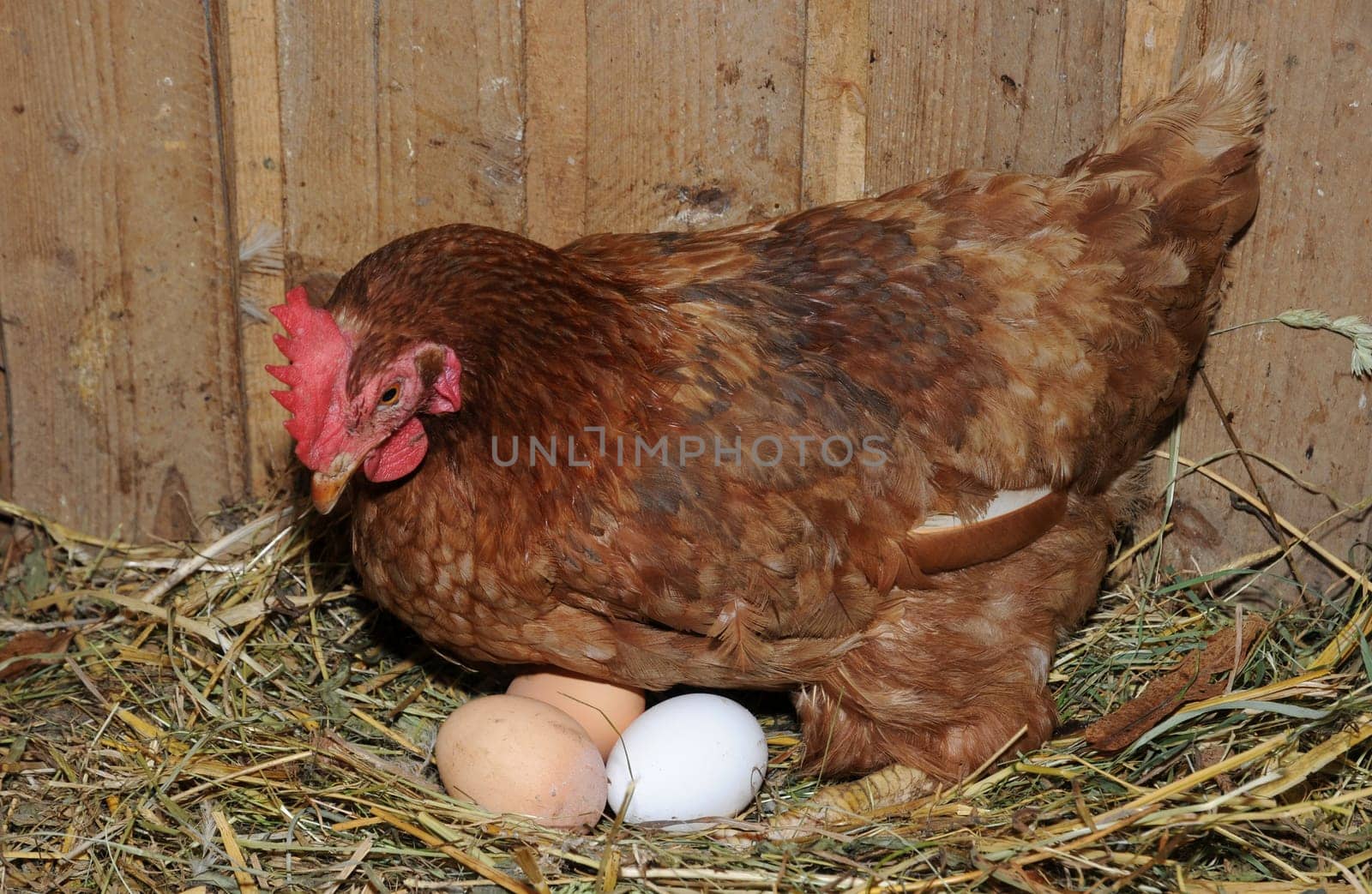 Hen lays an egg