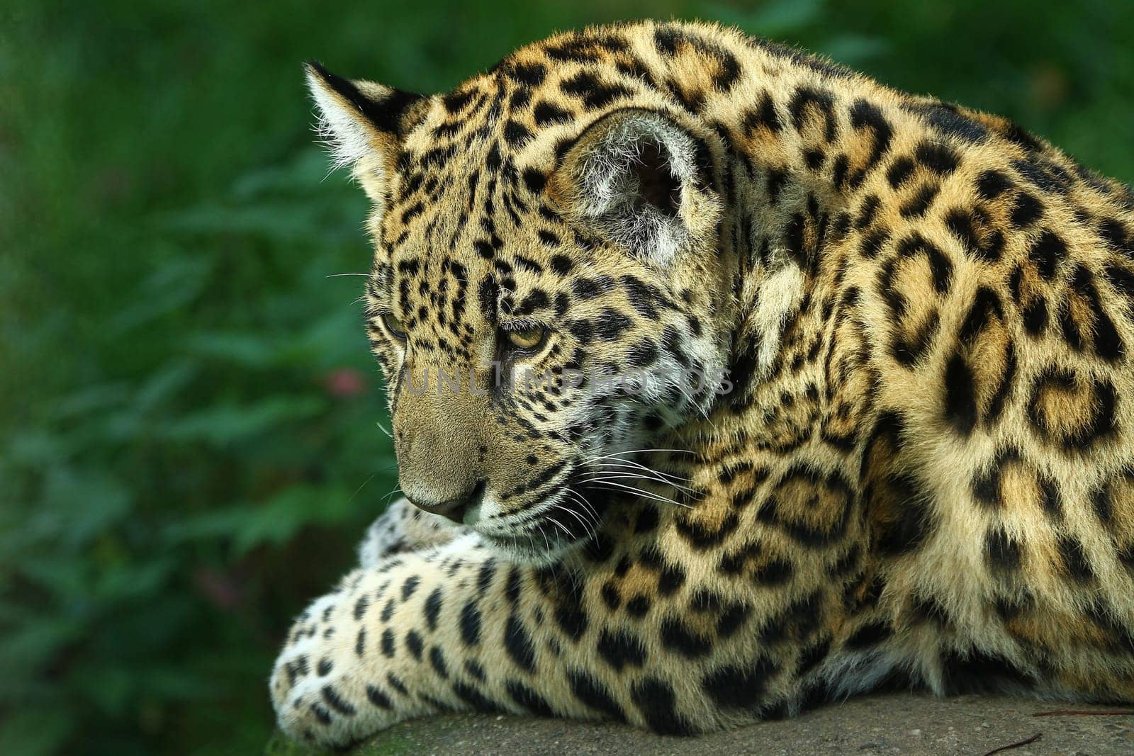 Young Jaguar