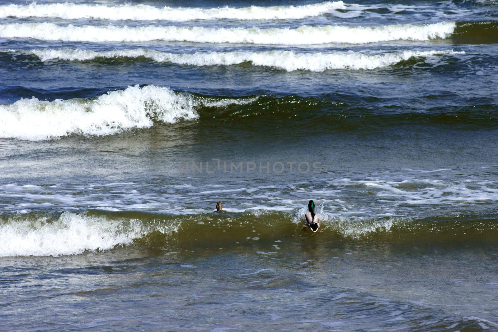 The photograph of a pair of ducks at sea.