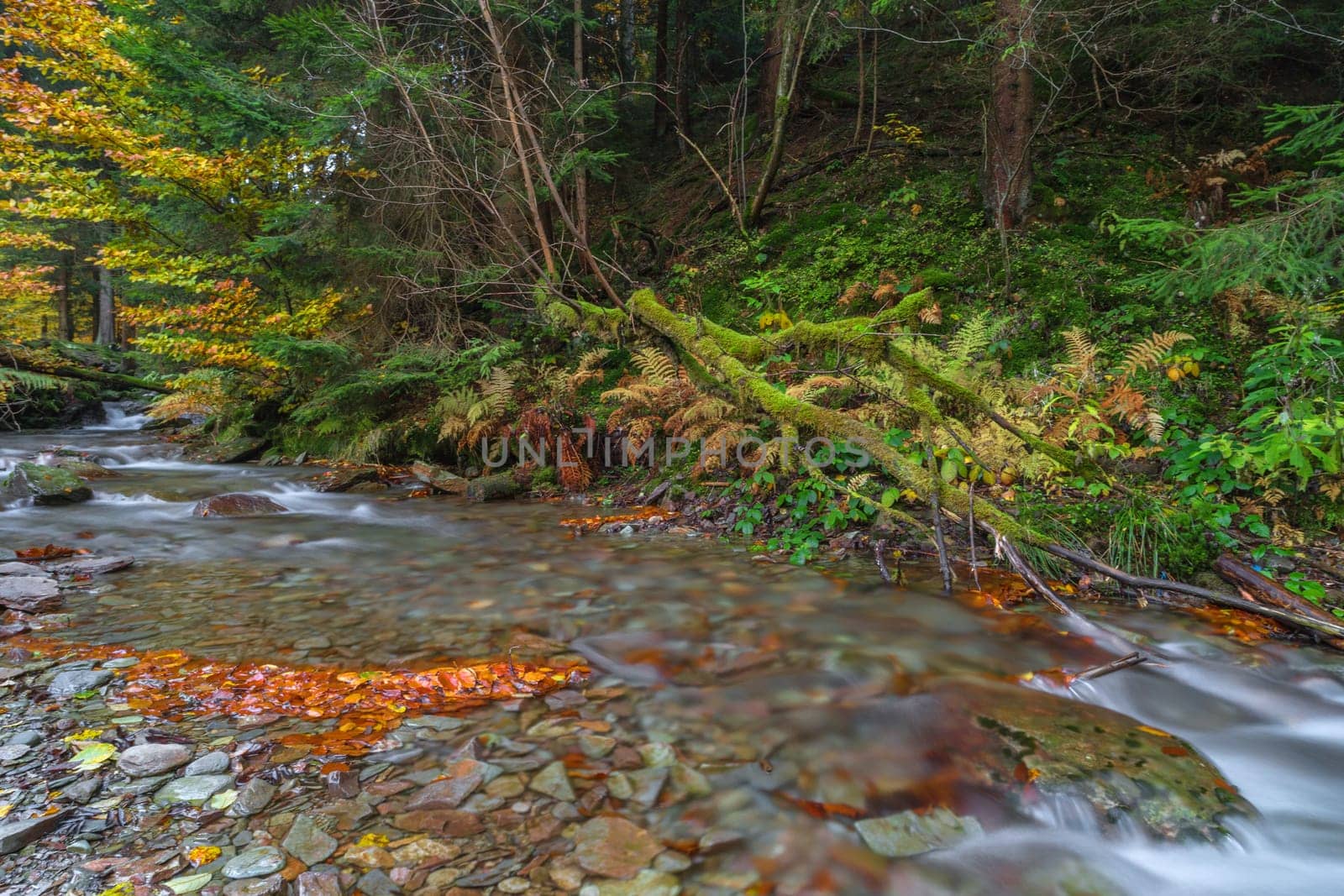 Torrent