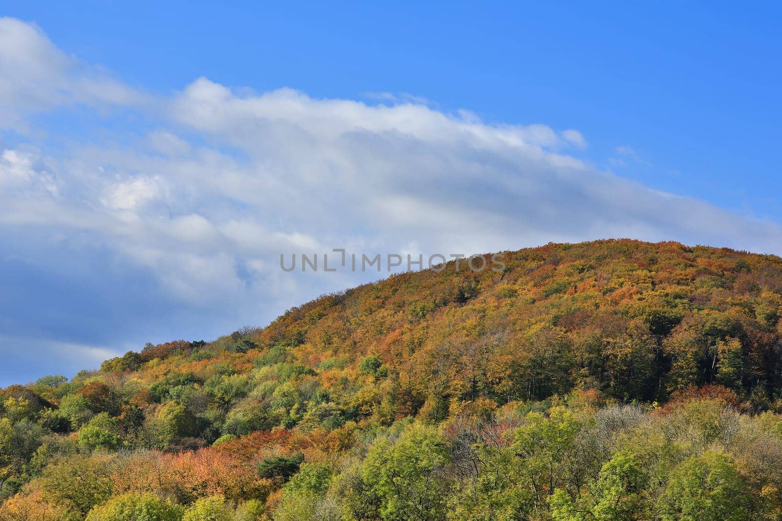 Forest in autumn,landscape in October with blue sky