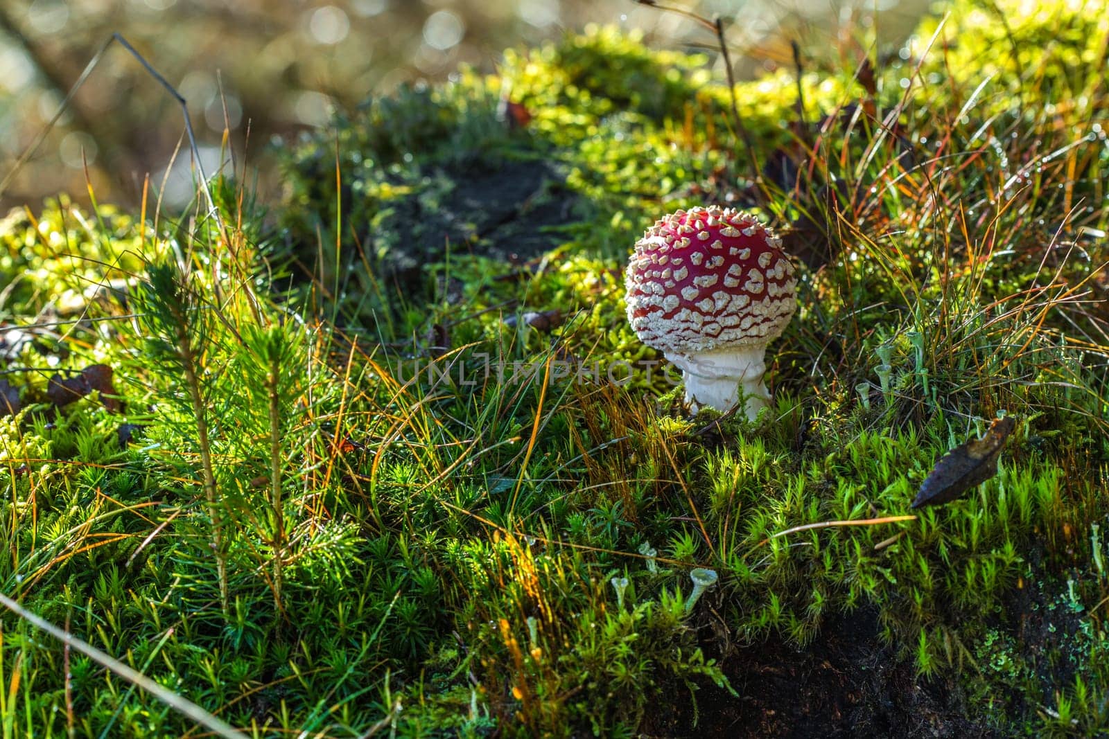 Fly agaric
