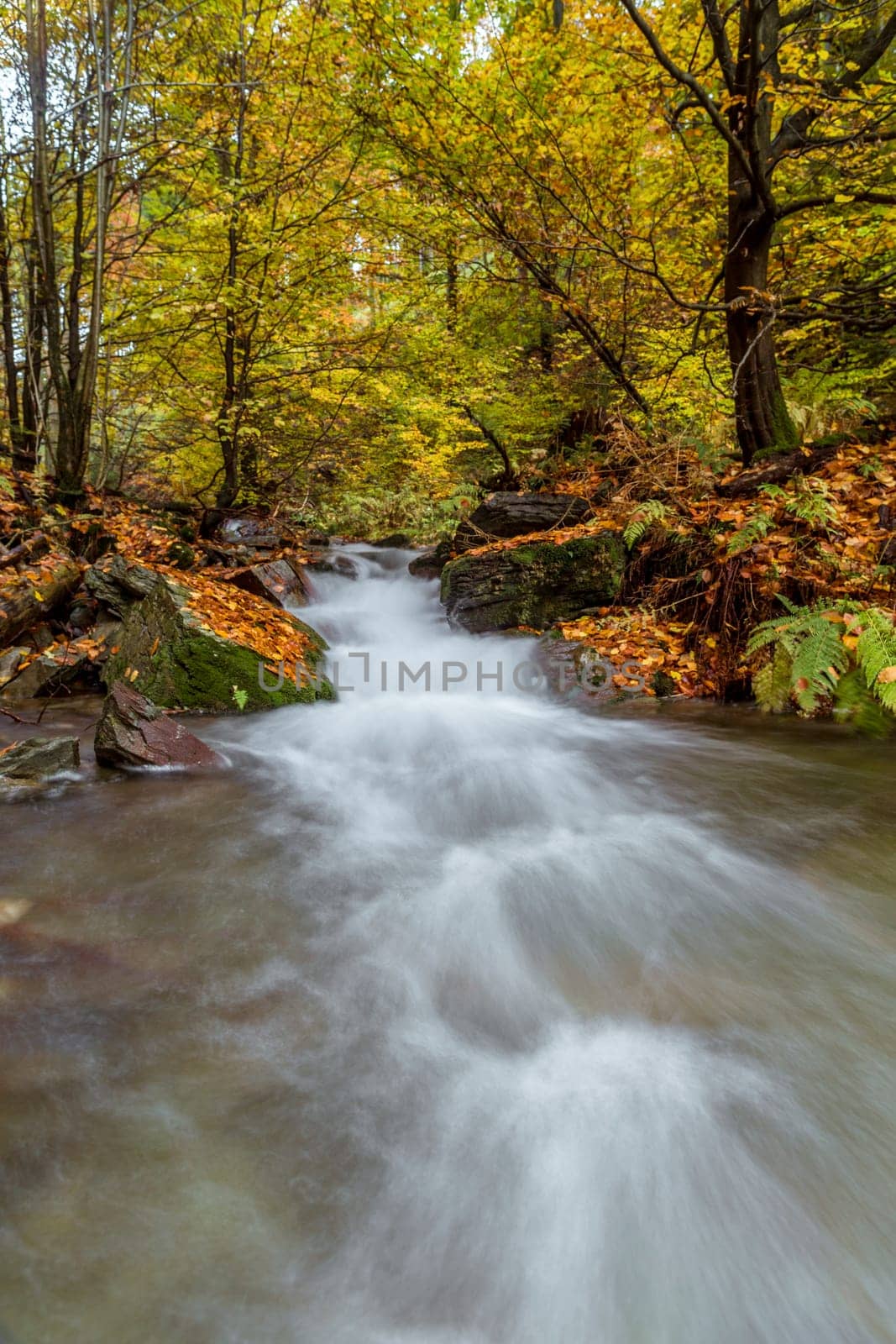 Torrent