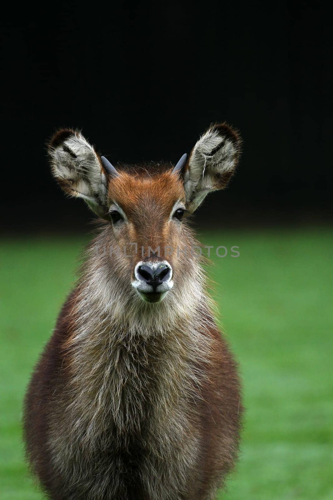 Waterbuck