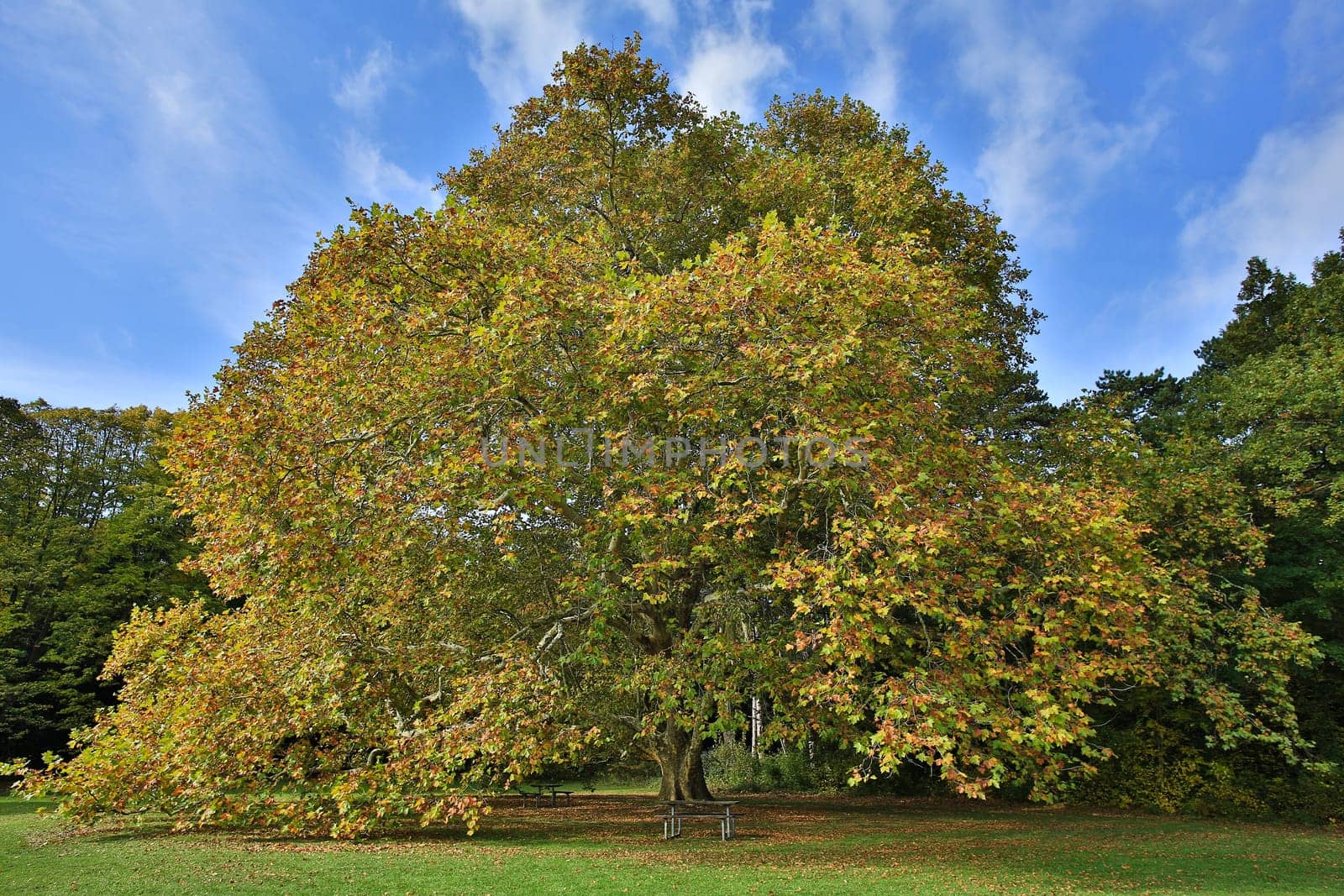 Deciduous tree in autumn,huge maple tree with bench to freak out