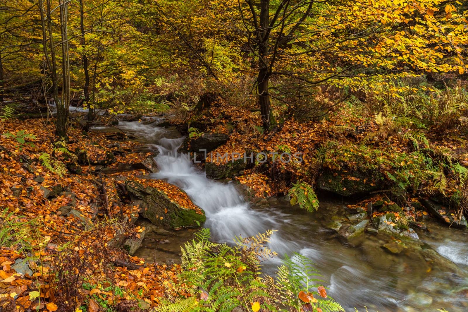Torrent