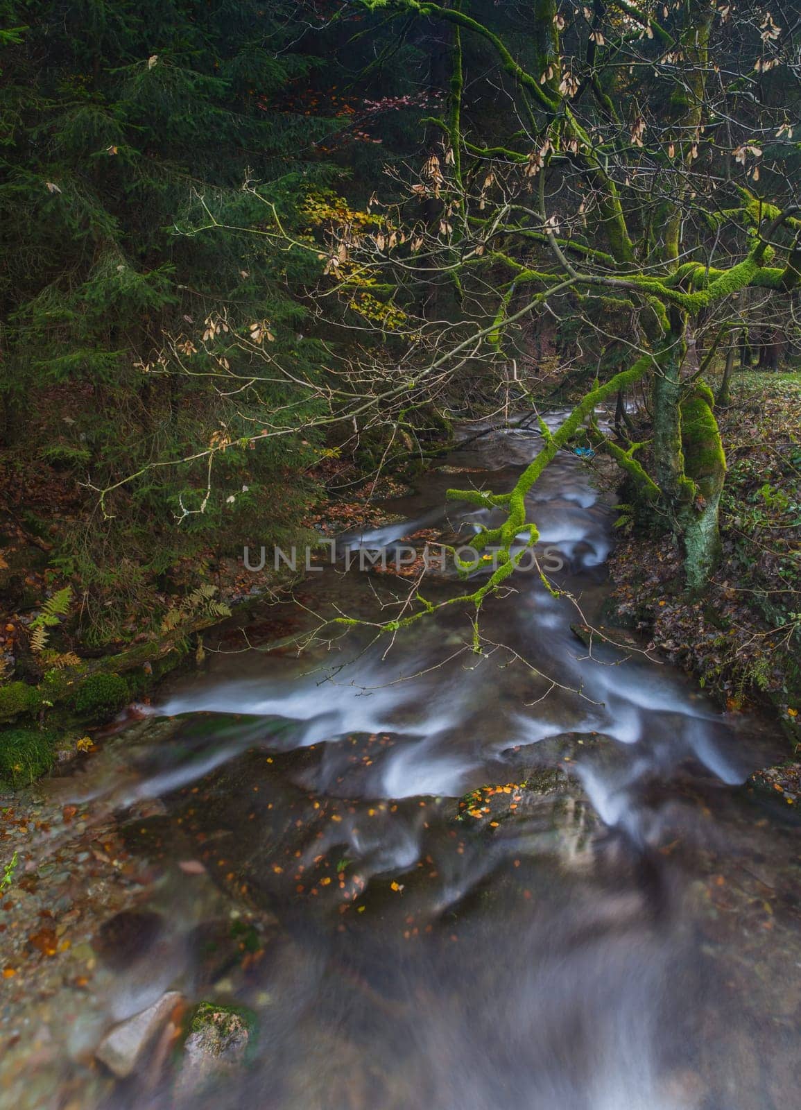 Torrent