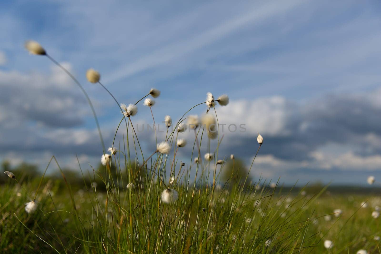 Cottongrass blossoms against a blue and white sky