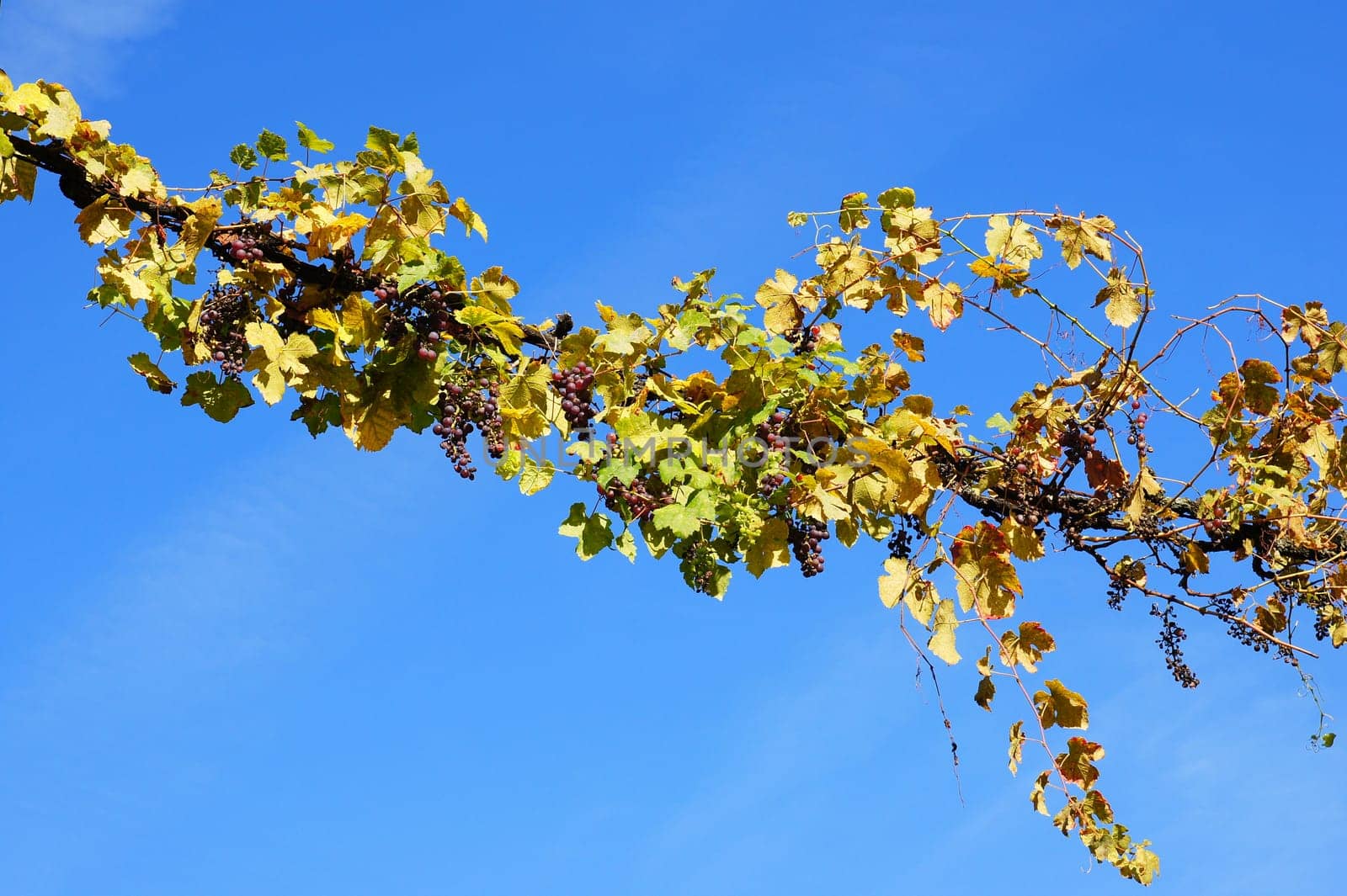 Grapes in the autumn sun