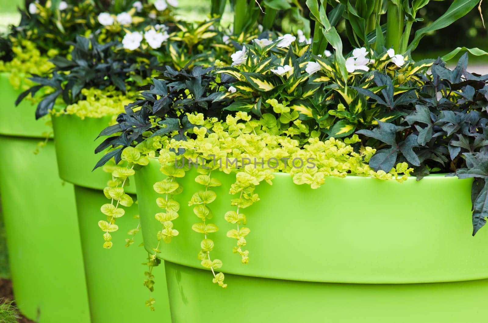 Large plant pots with flowers in the garden, close-up