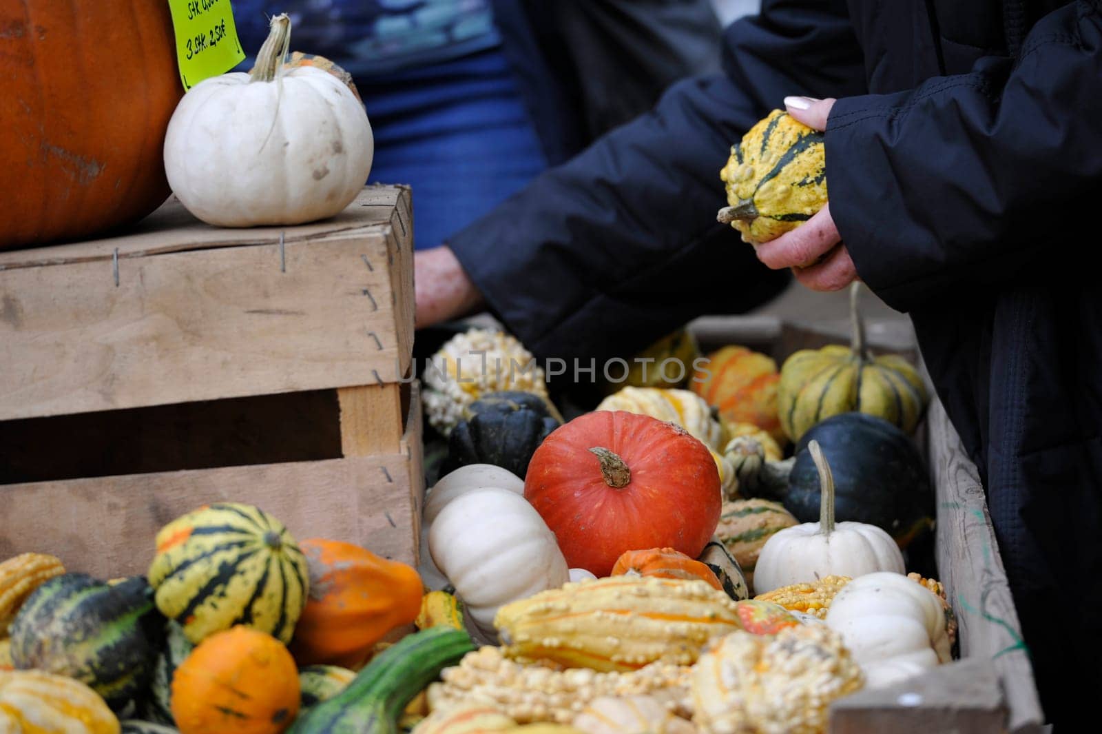 Pumpkins in bison enclosure Jump Germany for Thanksgiving.