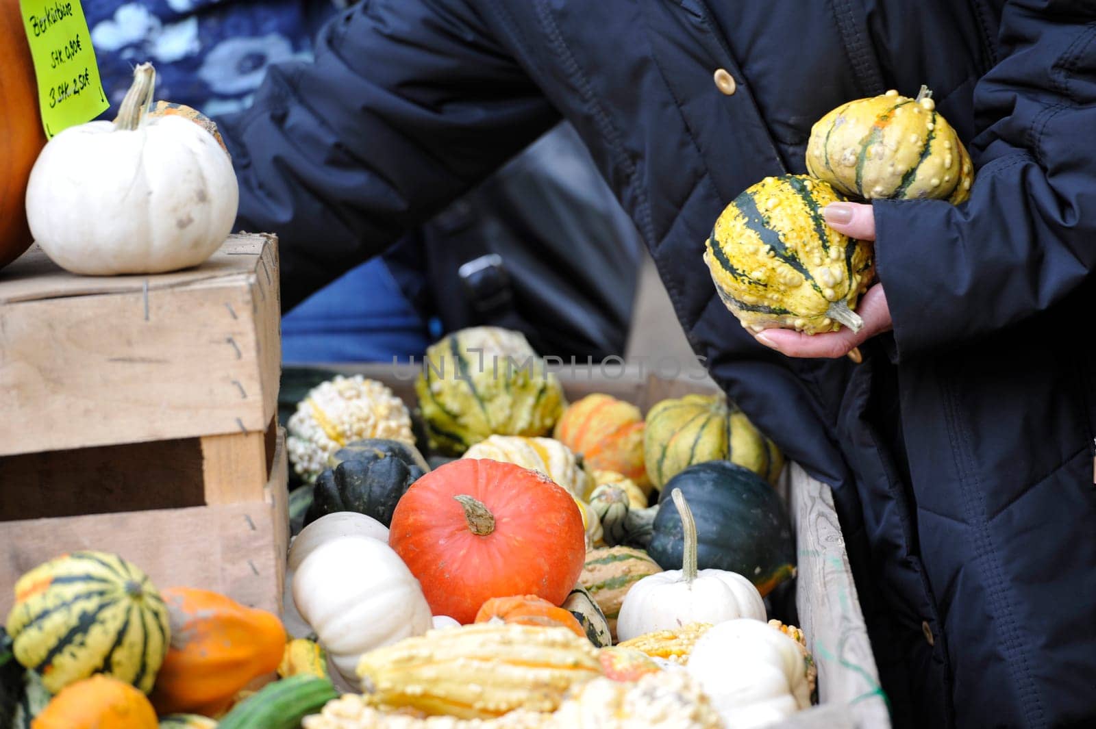 Pumpkins in bison enclosure Jump Germany for Thanksgiving.