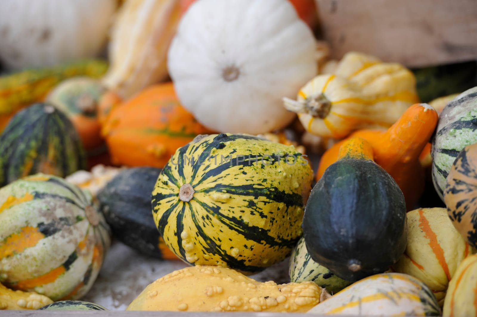 Pumpkins in bison enclosure Jump Germany for Thanksgiving.
