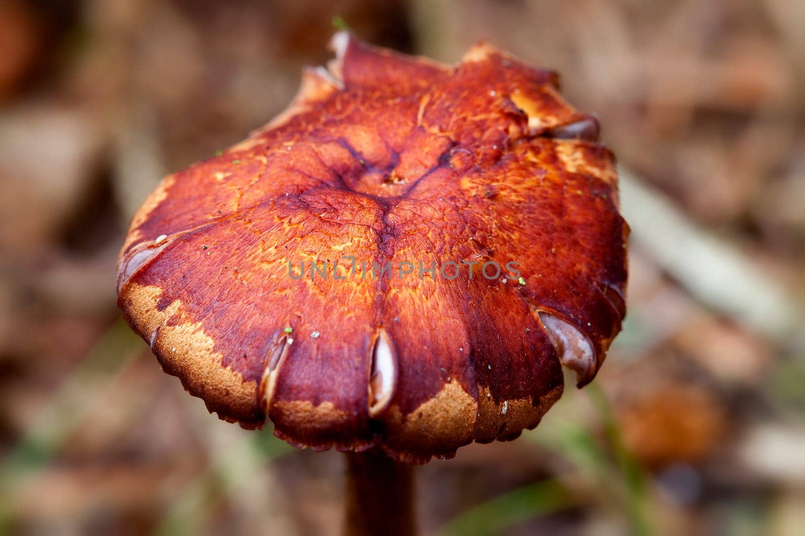 Recording of a mushroom on the subject of mycology - macro image