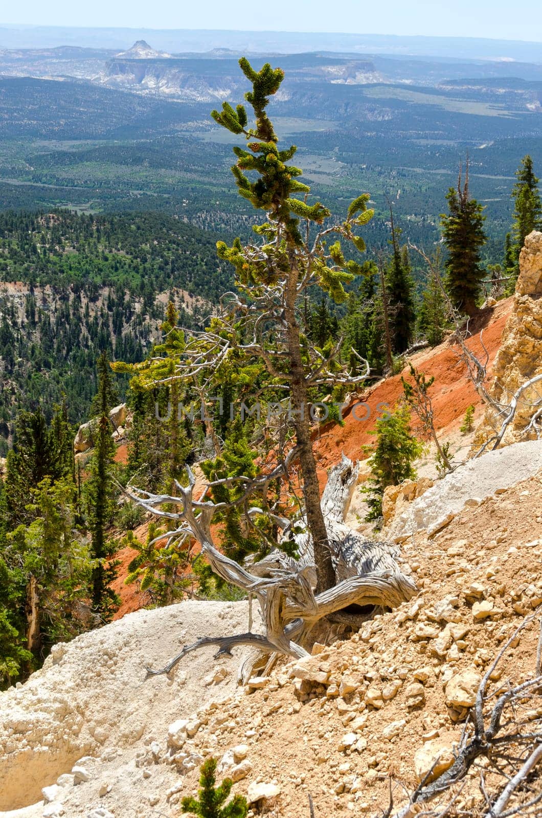 Bryce Canyon National Park in Utah in America