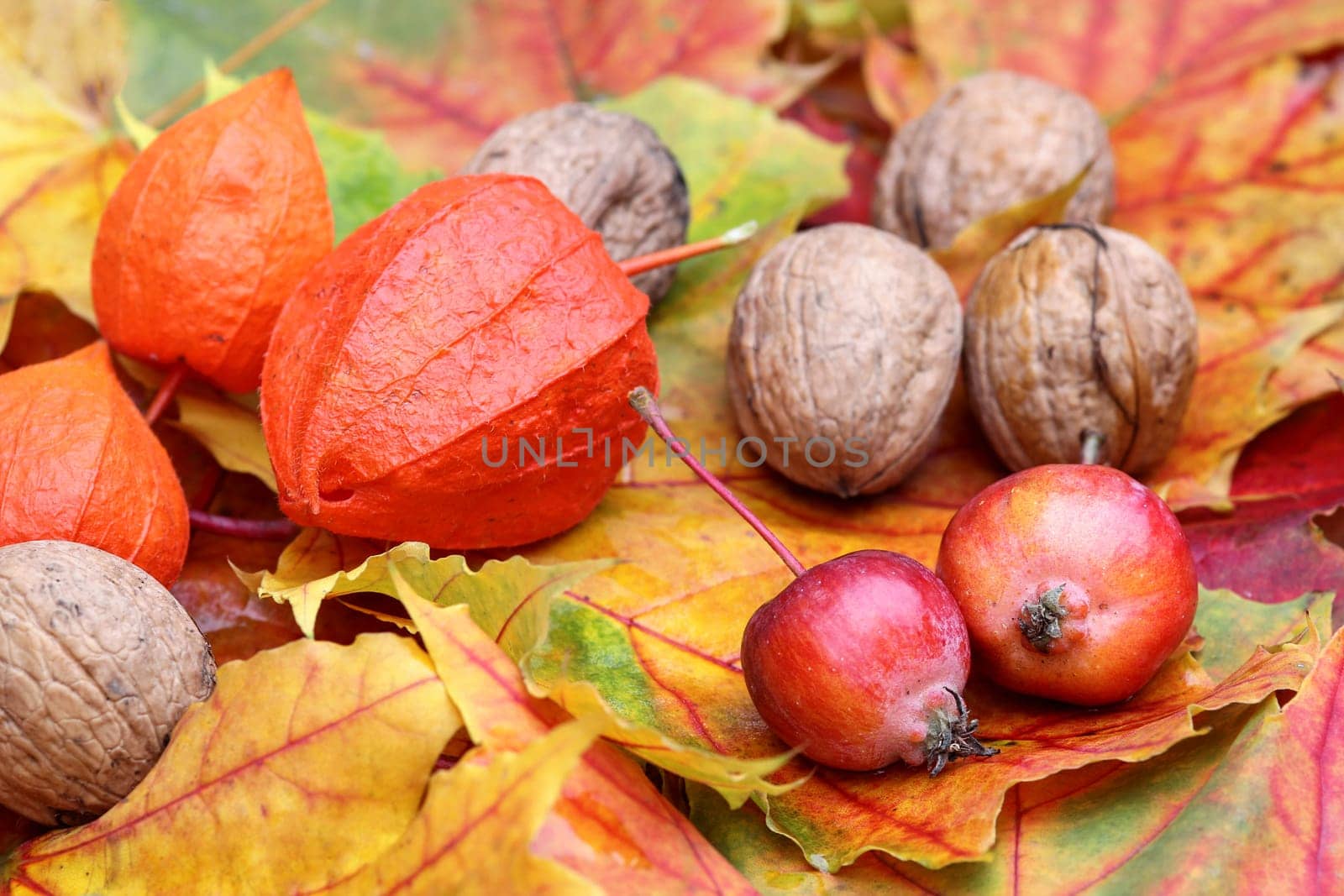 Autumn foliage with ornamental apples and nuts