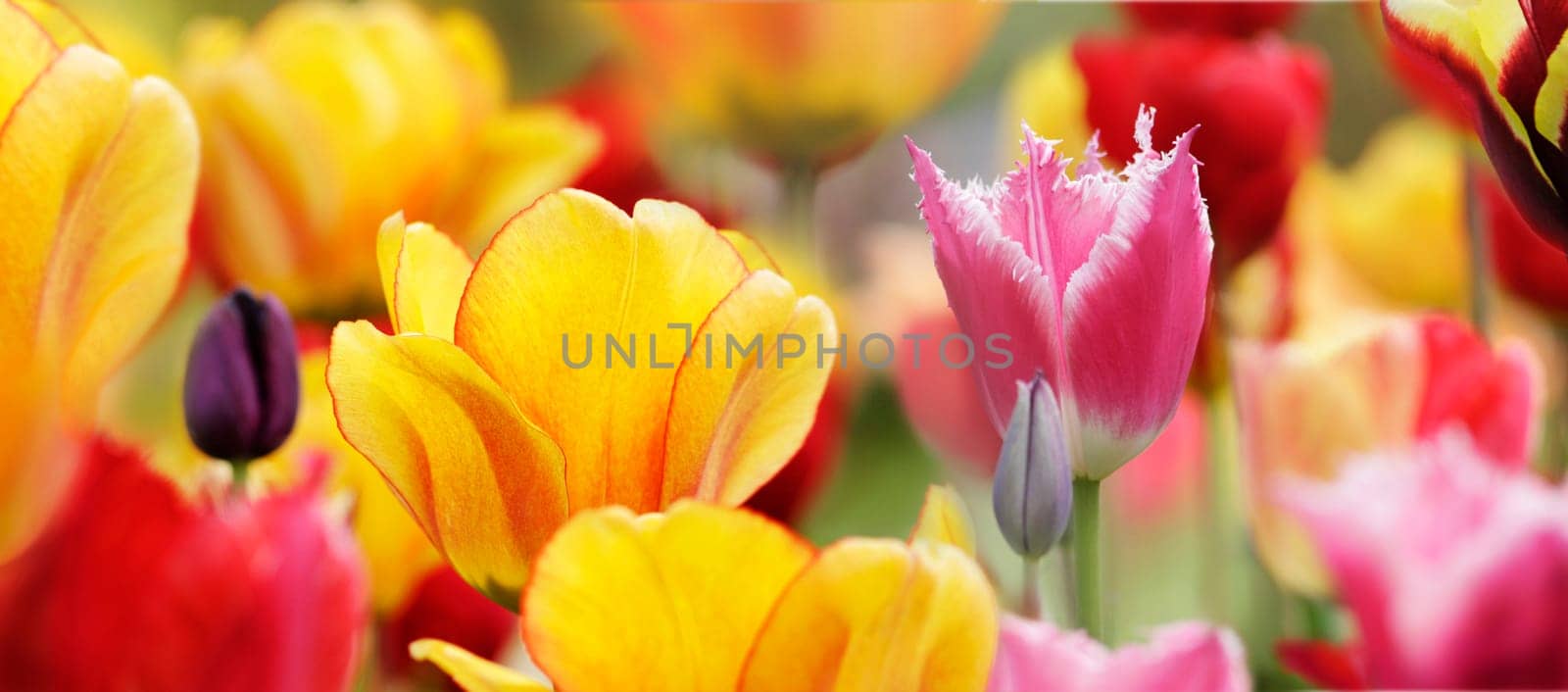Tulips Multicolored Highres