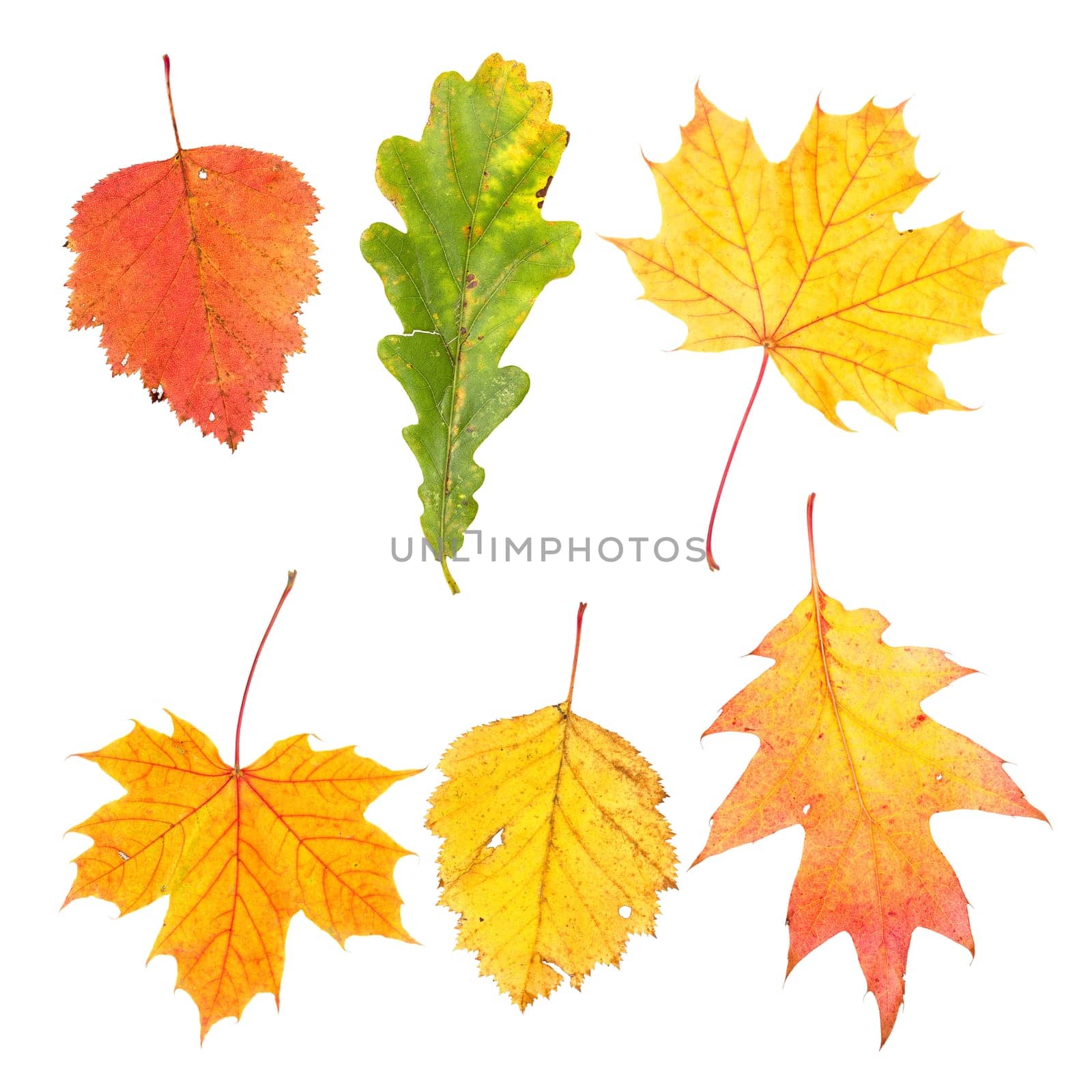 Collection  of beautiful colourful autumn leaves isolated on white background
