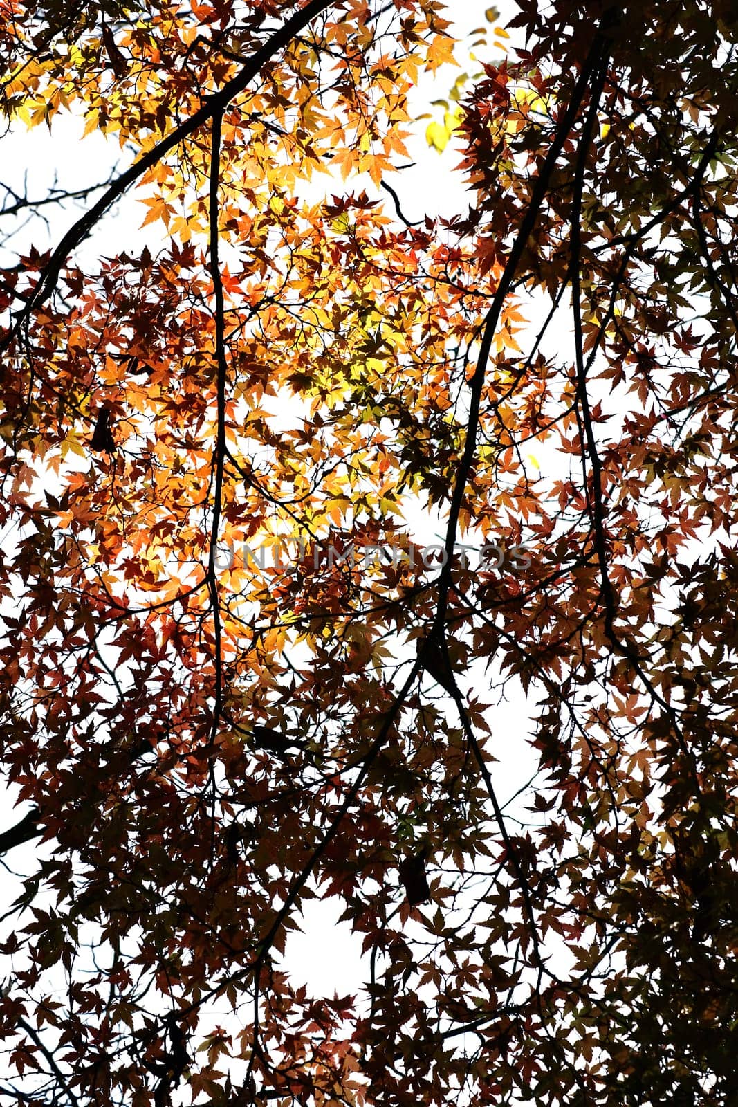 The photograph of the treetop and the canopy of the maple fan in autumn.
