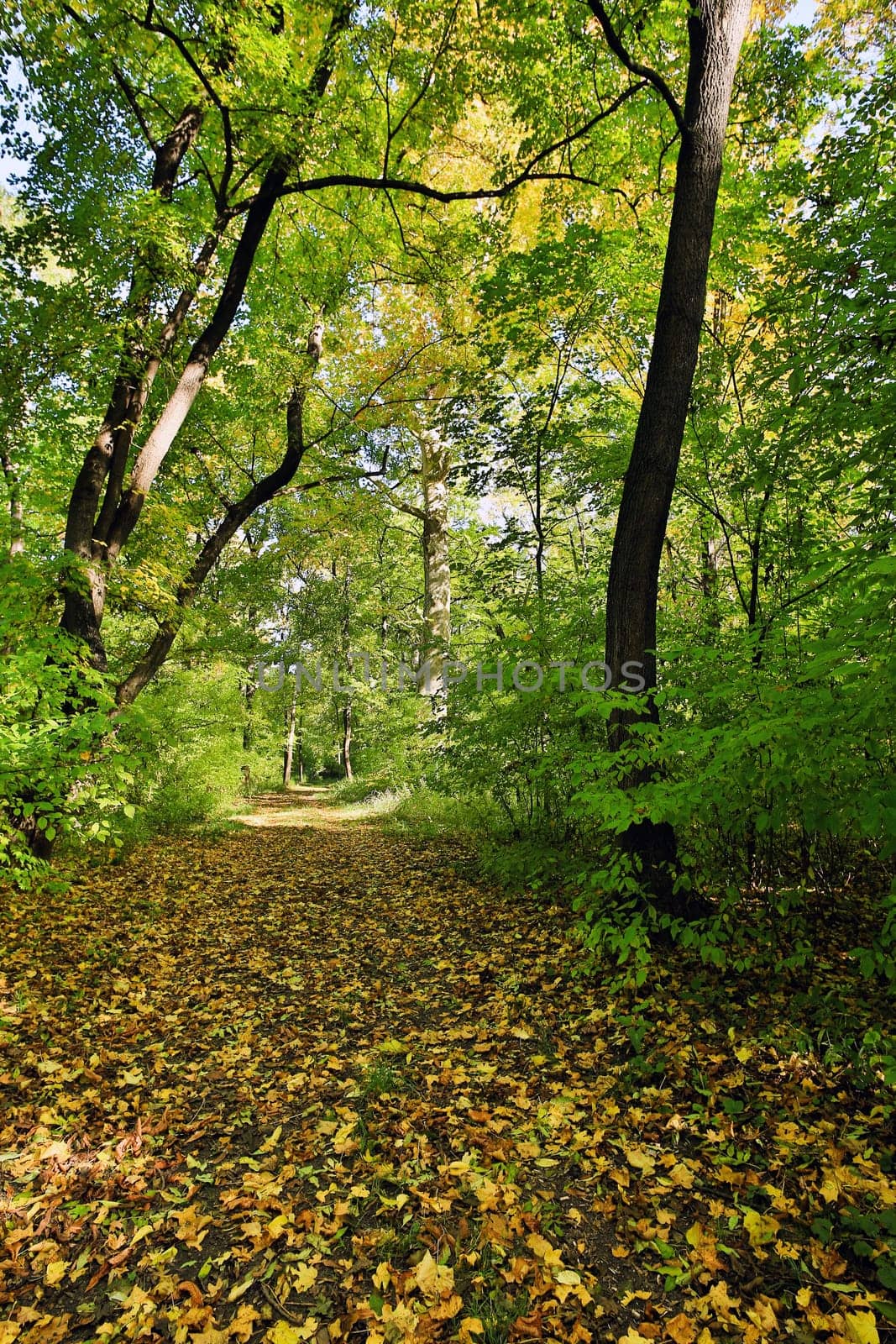 Forest in autumn,path covered with foliage