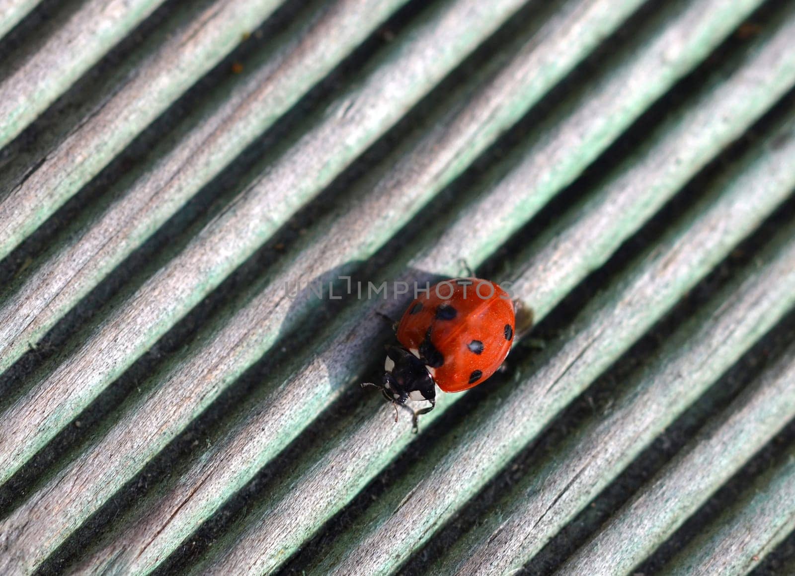 Ladybug sunbathing