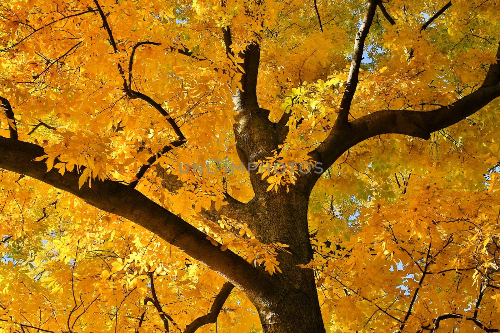 Deciduous tree in yellow colors,treetop in autumn