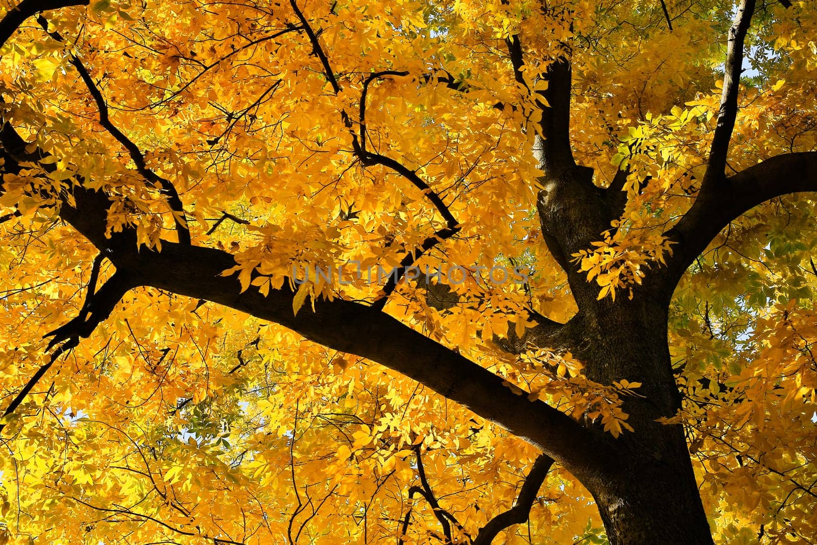 Deciduous tree in yellow colors,treetop in autumn