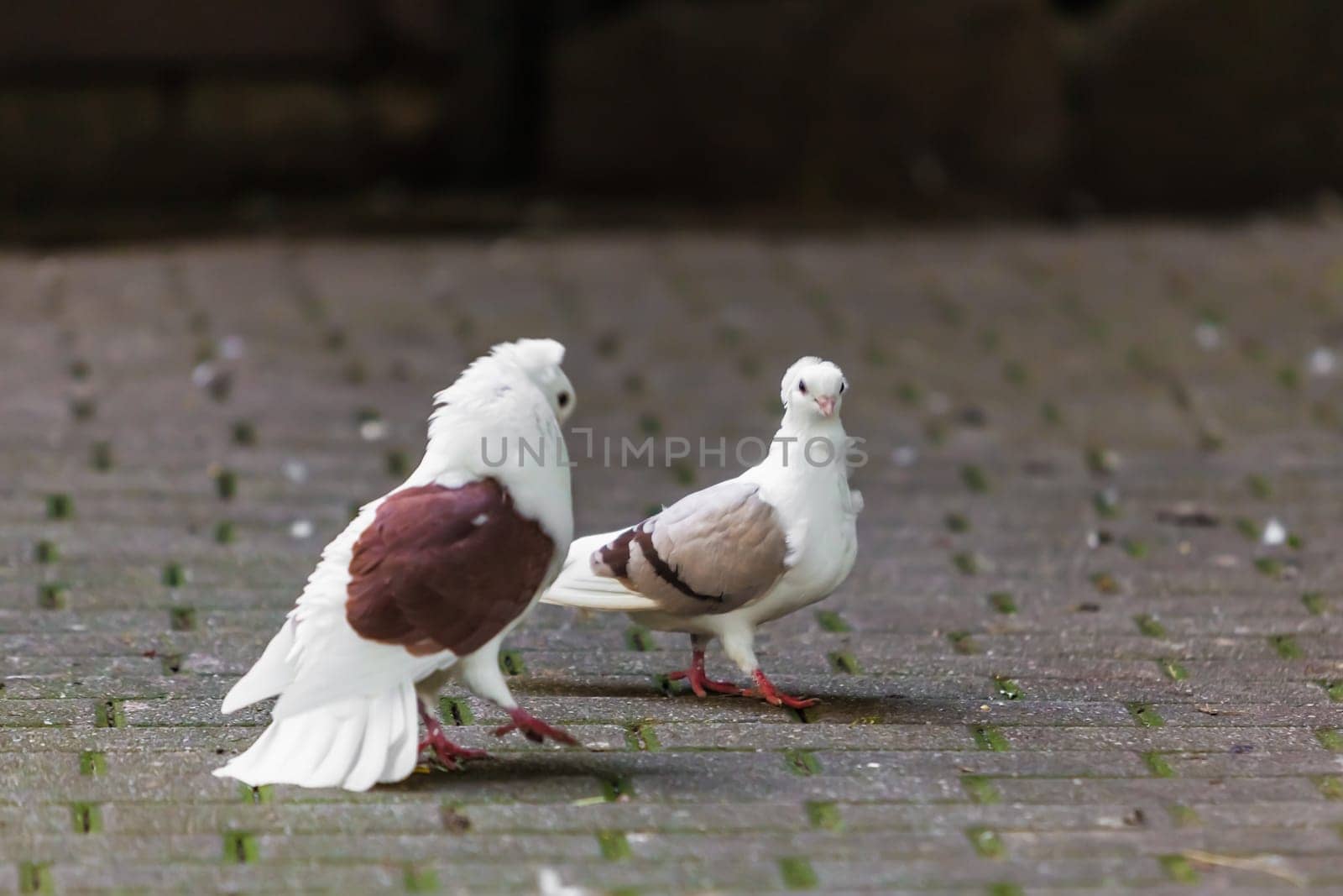 two loving  doves. Two pigeon