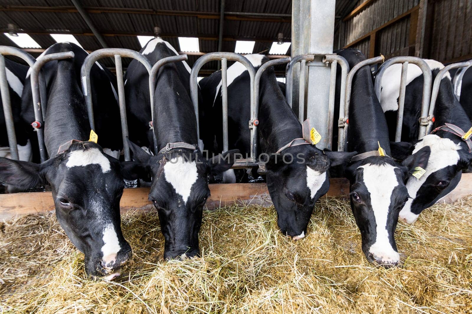cows in a farm. Dairy cows in a farm.