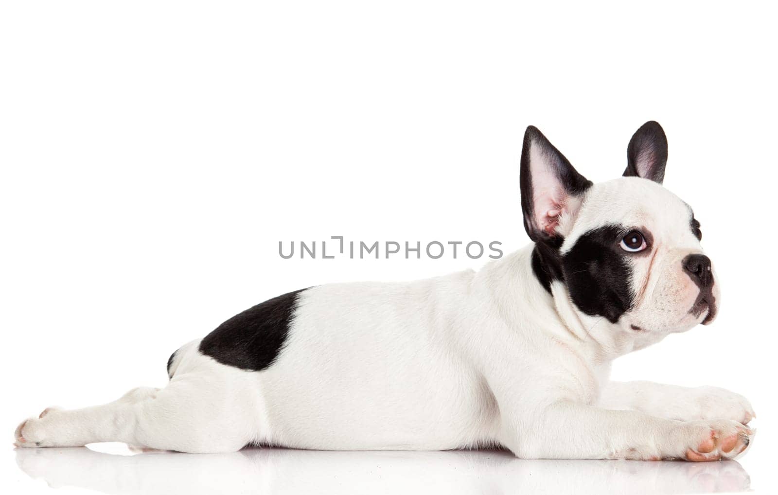 French bulldog puppy.