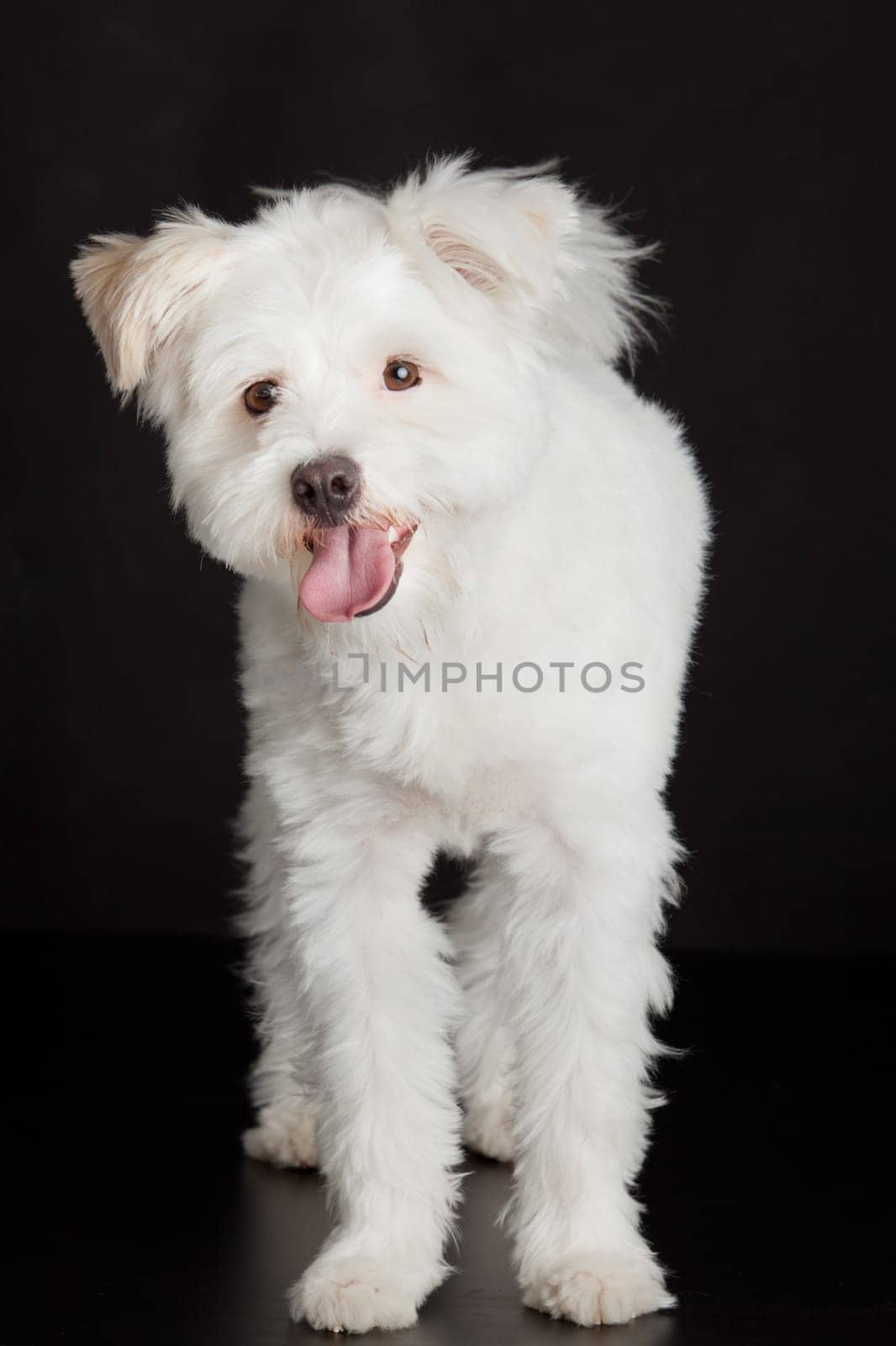 Young white dog on black background