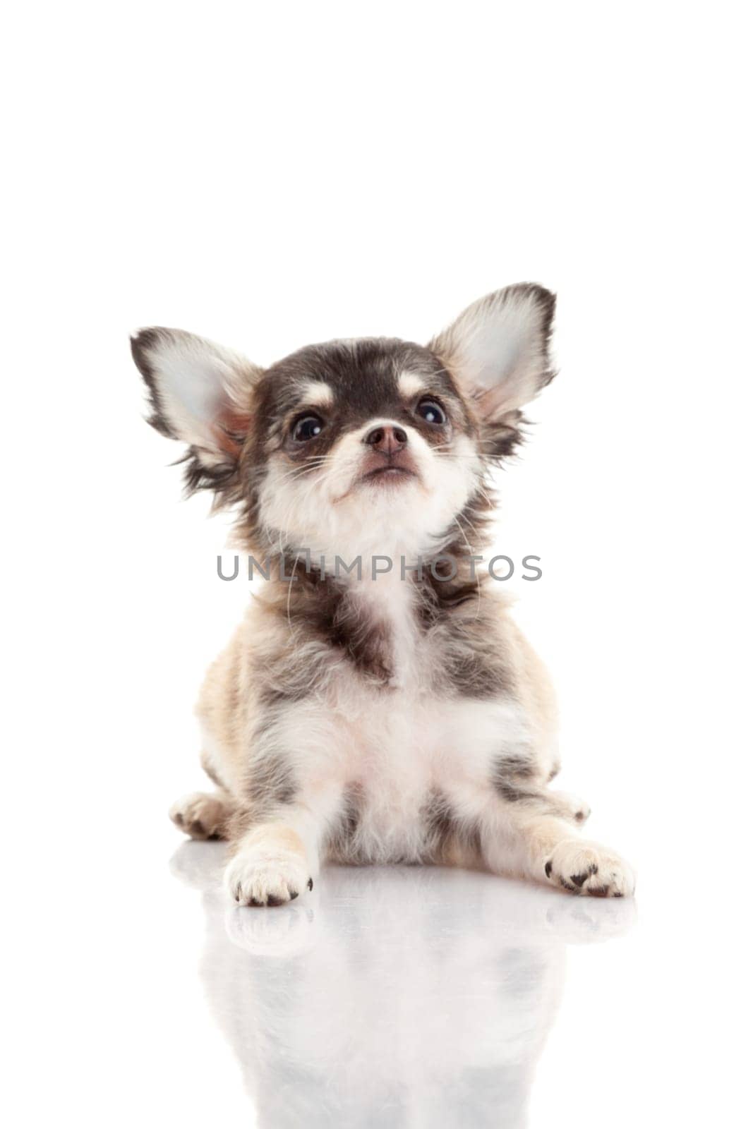 Chihuahua . Cute Chihuahua dog on a white background.