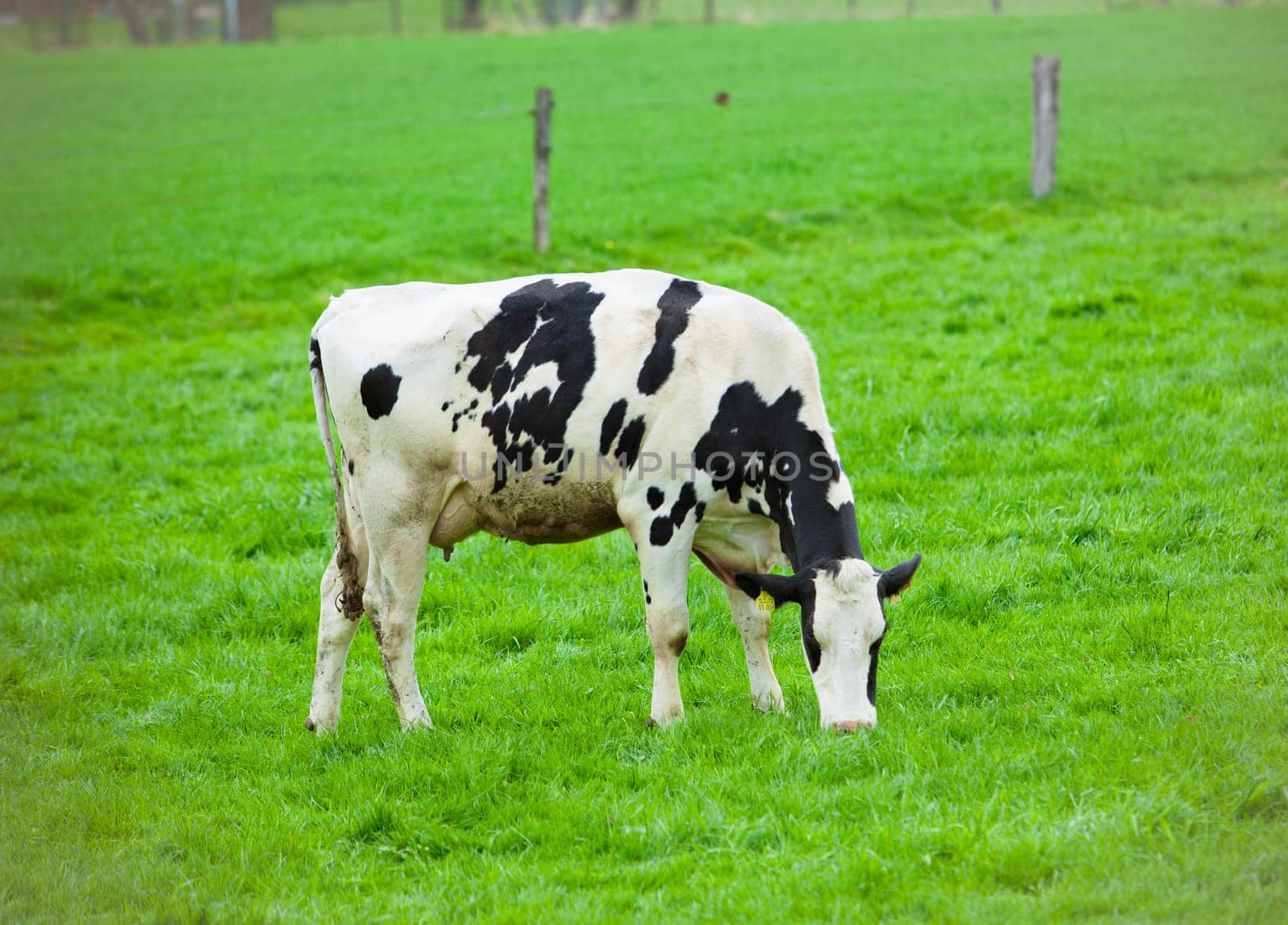 Cows on green meadow